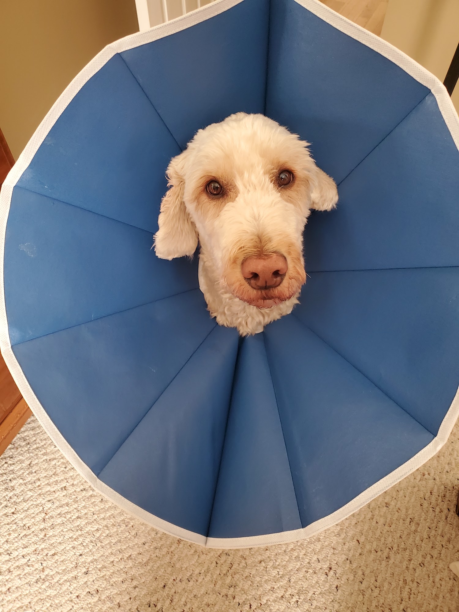 Colonial Veterinary Hospital Richmond