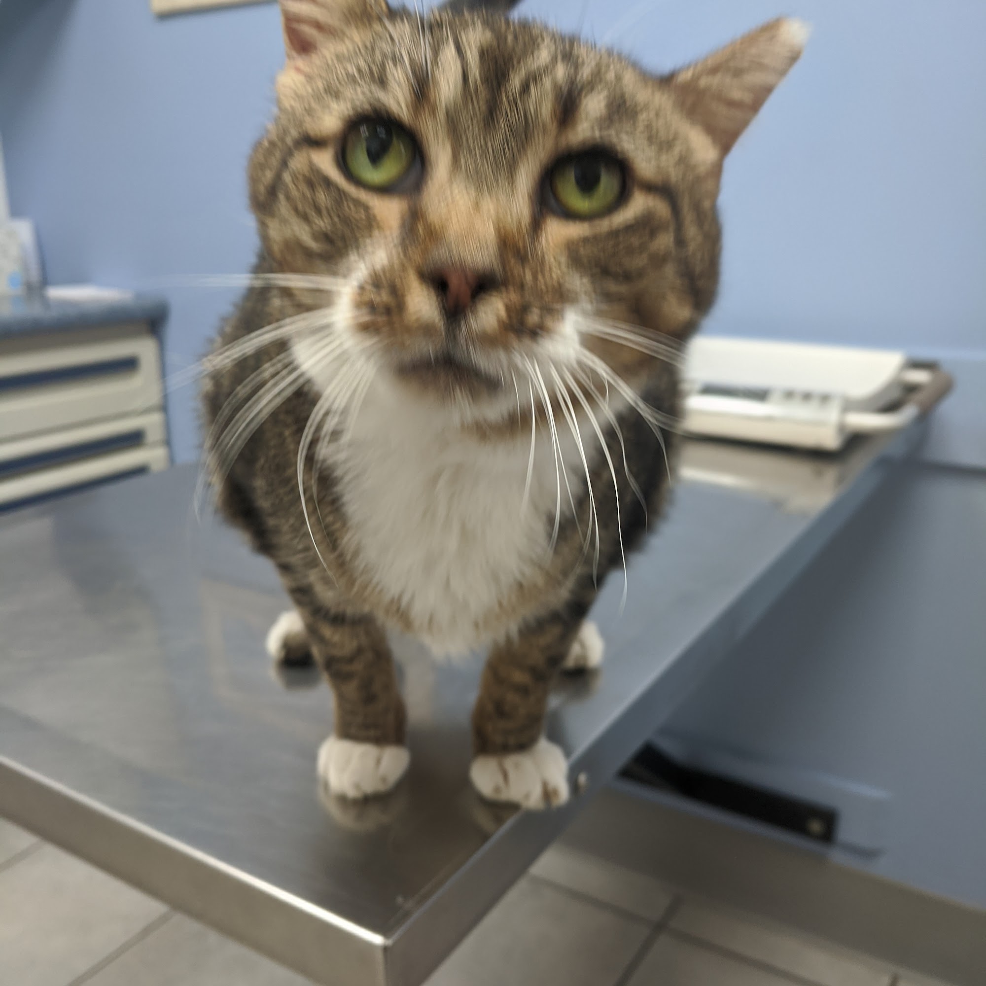 Colonial Veterinary Hospital Richmond