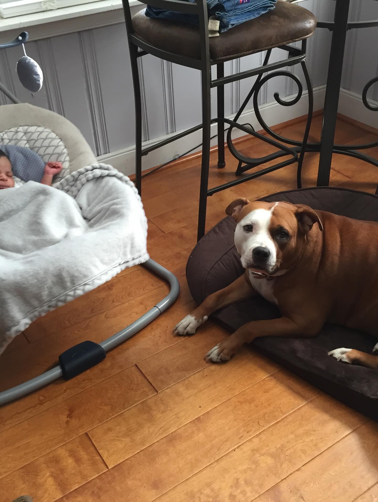 Diamonds and Dutch Pet Bath & Spa Richmond