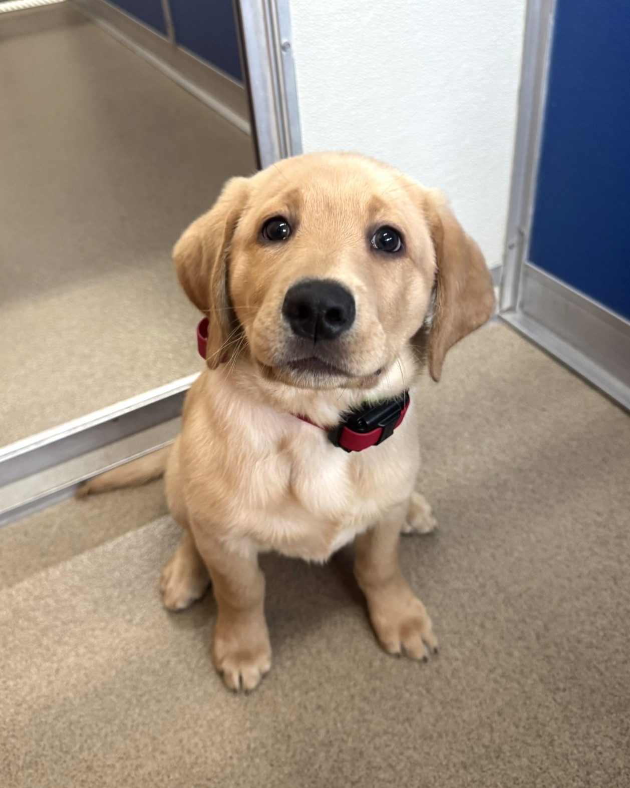 Holiday Barn Pet Resorts Richmond