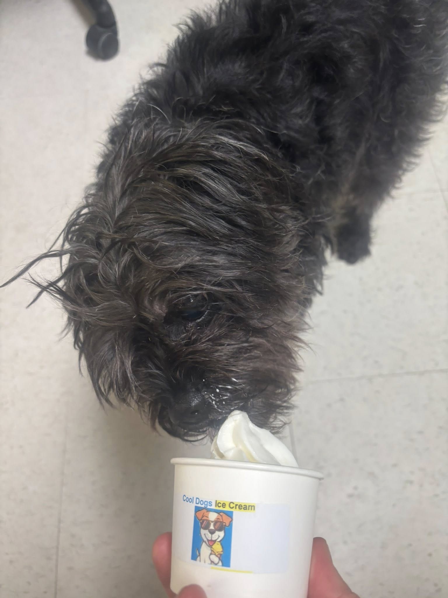 Four Paws Pet Resort VI Richmond