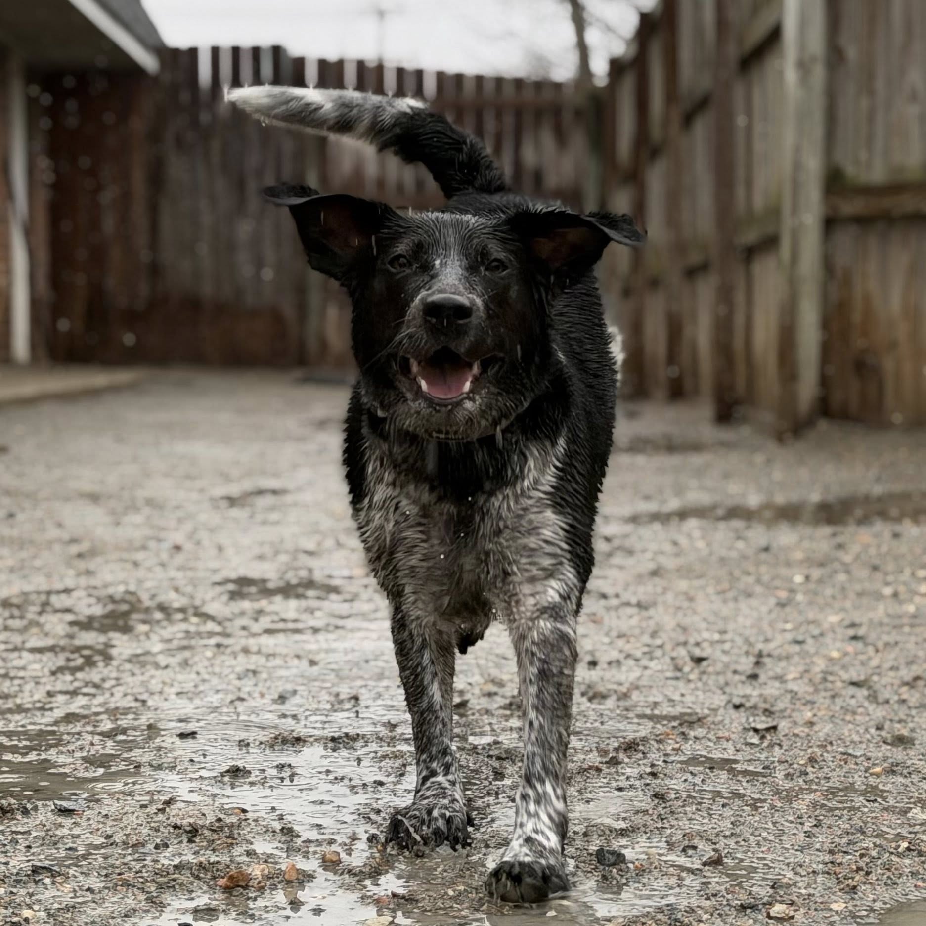 Four Paws Pet Resort VI Richmond