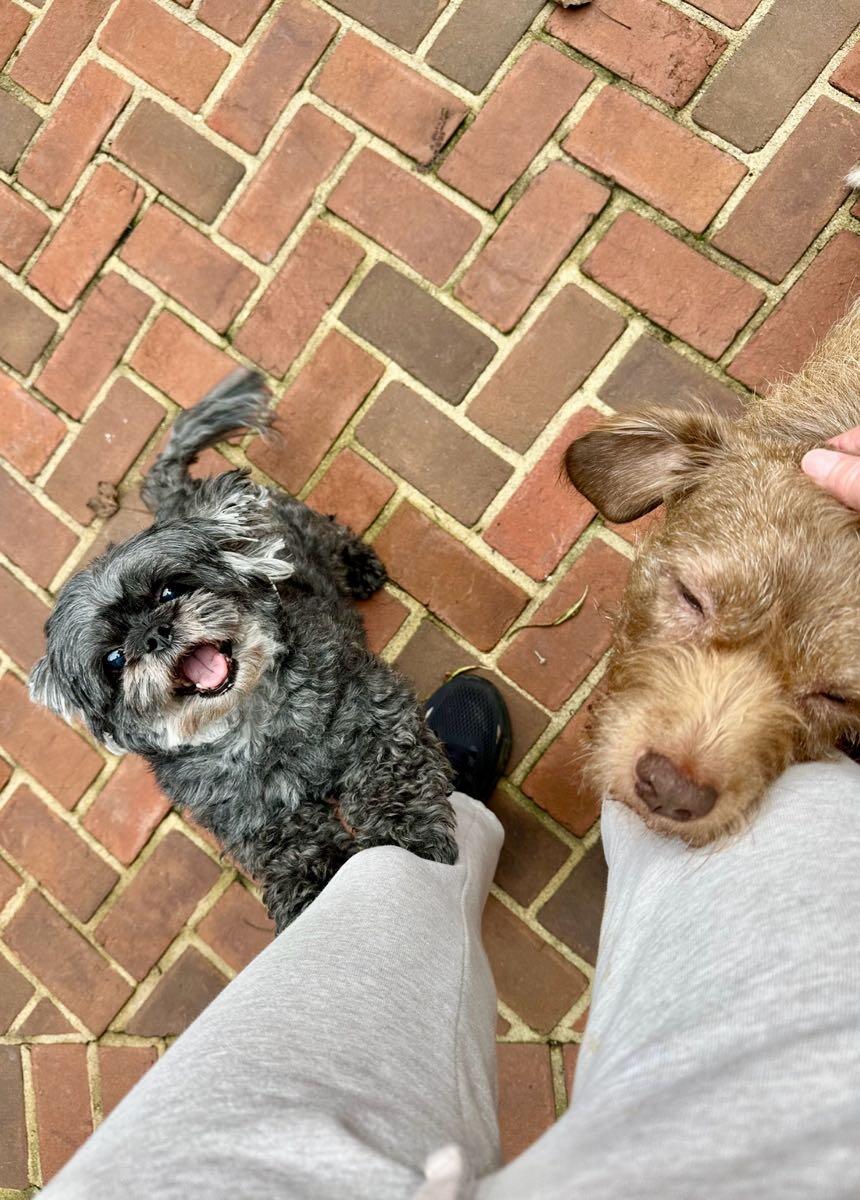 The Collar Club of Virginia, LLC Richmond