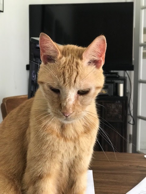 Locke A. Taylor DVM and Associates Richmond