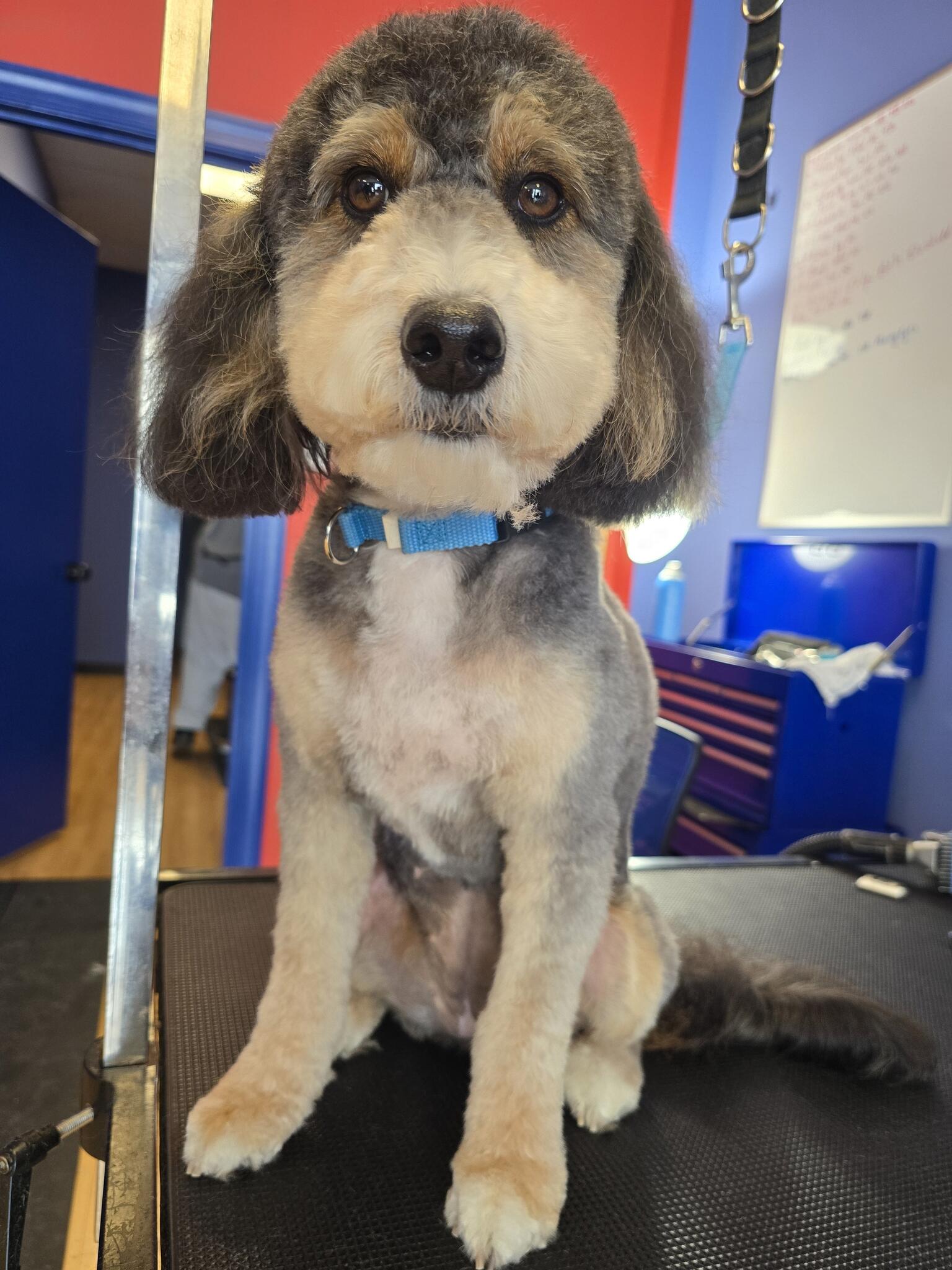 Petnificent, LLC Richmond