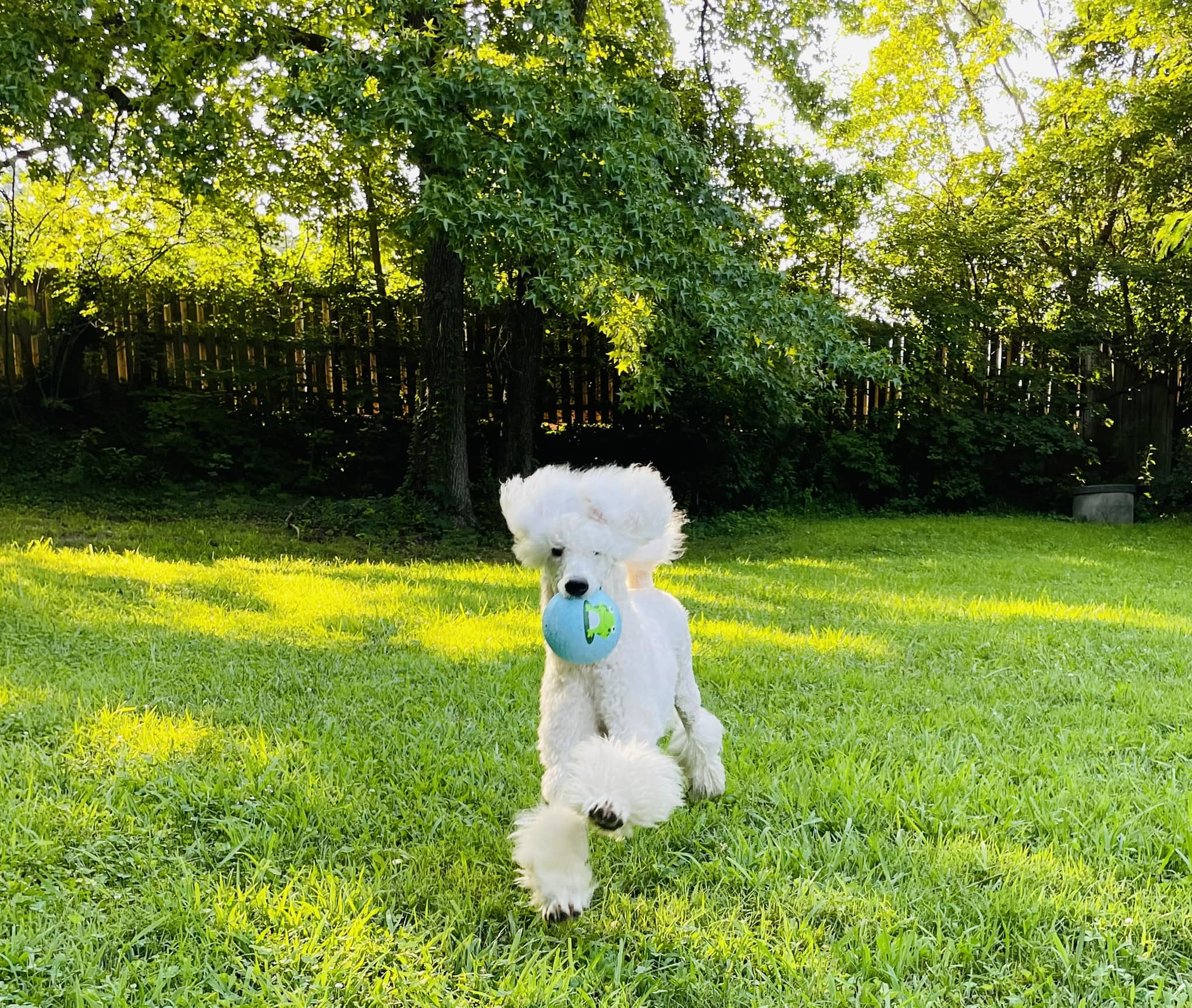 Good Dog Grooming Richmond