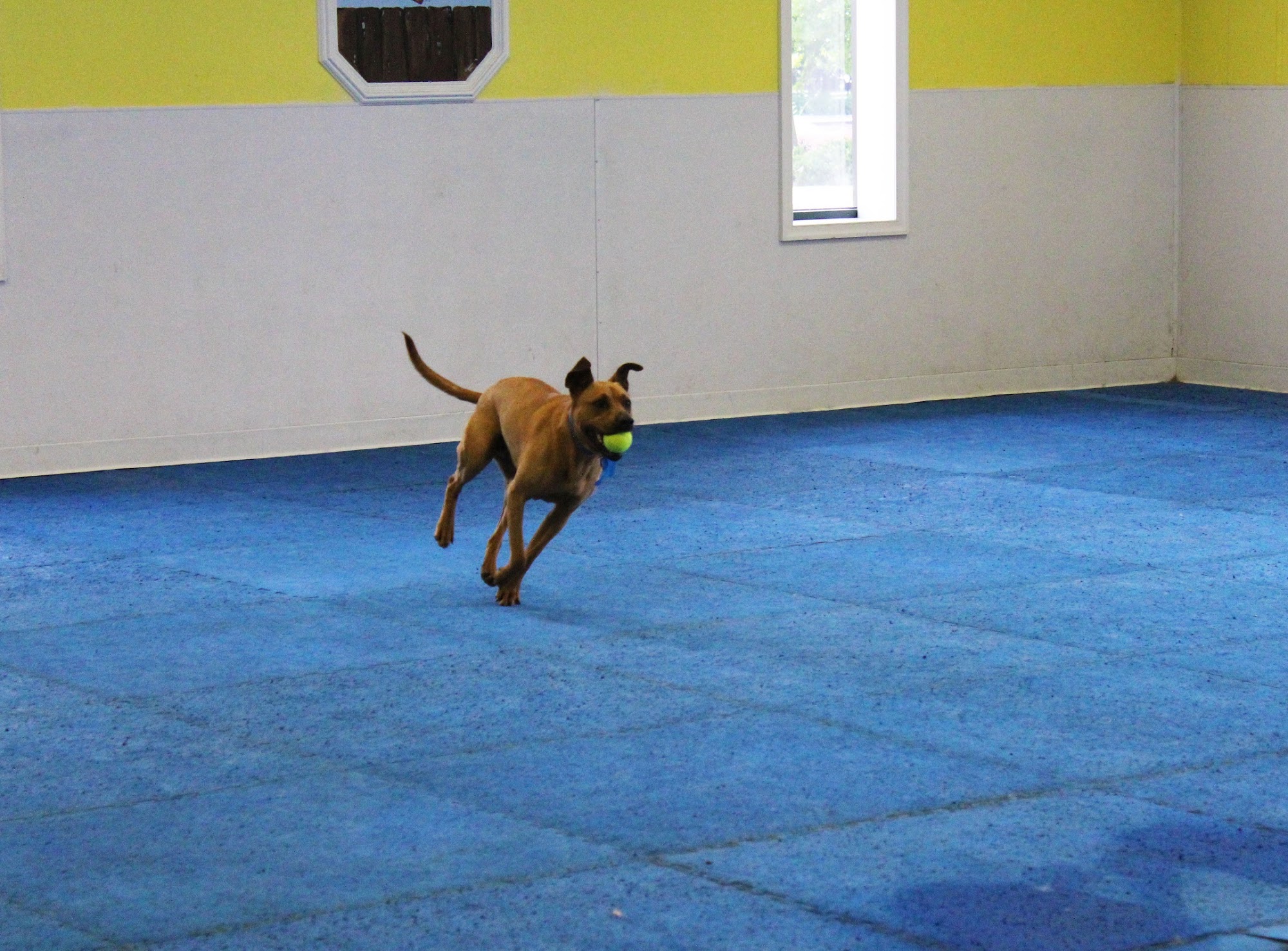 DogServices Richmond