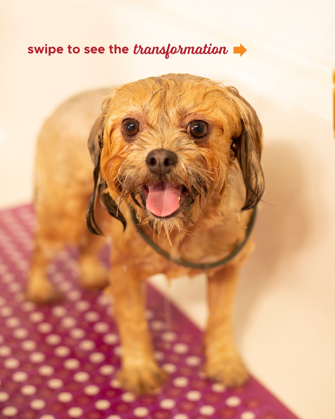 The Dog Stop - Richmond VA Richmond