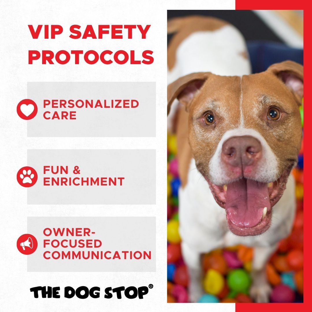 The Dog Stop - Richmond VA Richmond