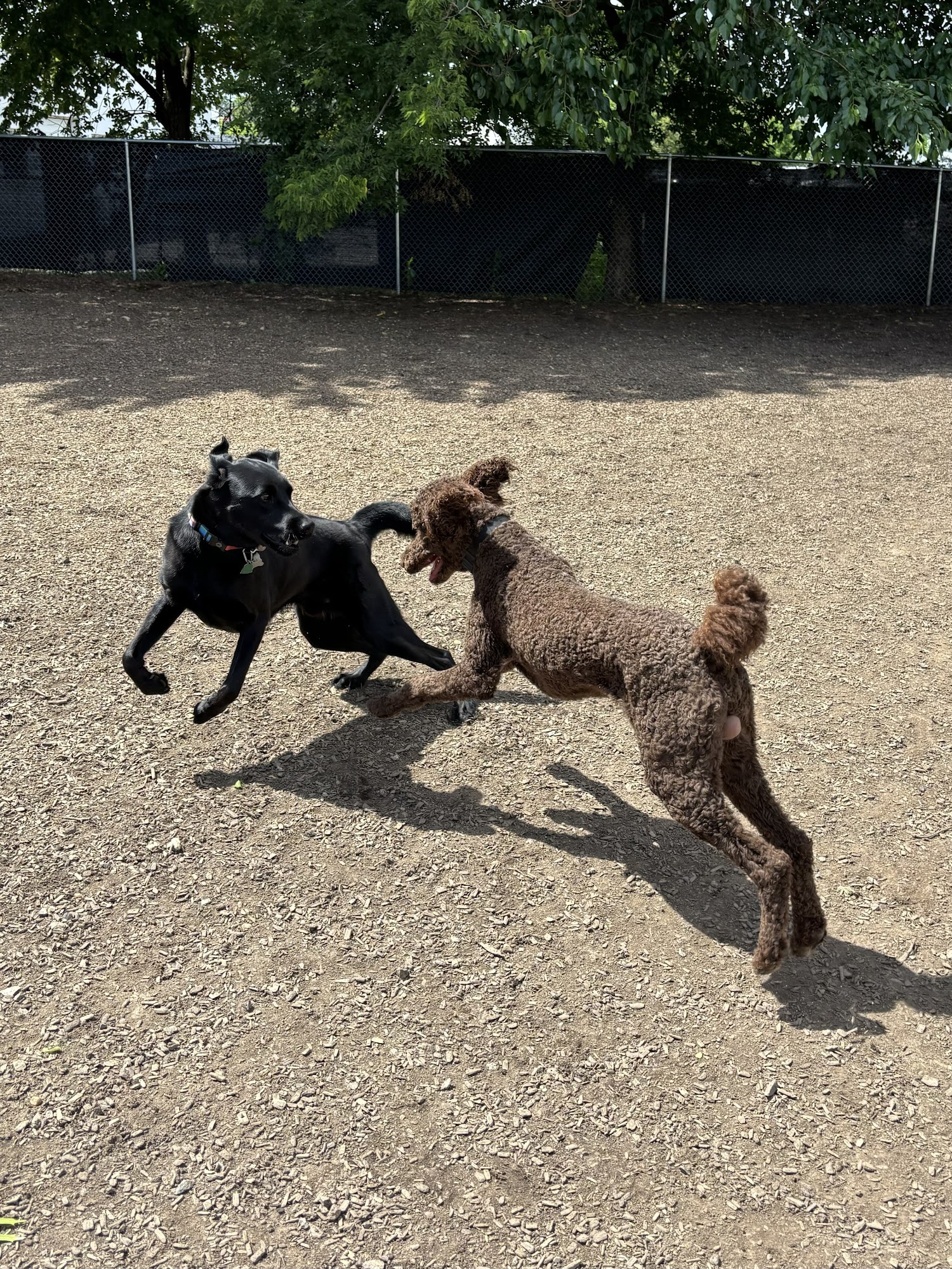 All Dog Adventures Richmond