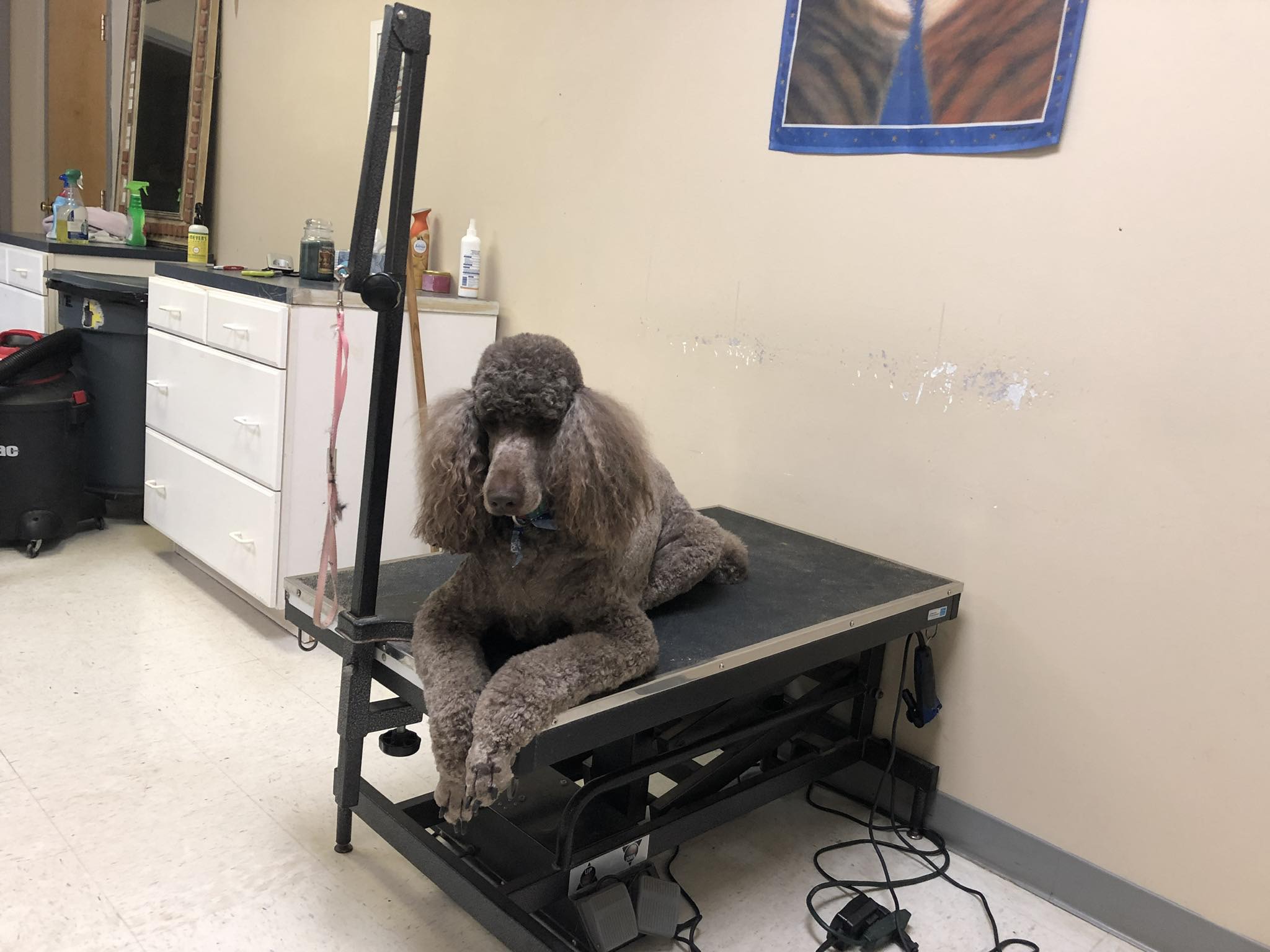 The Woof-furry Richmond