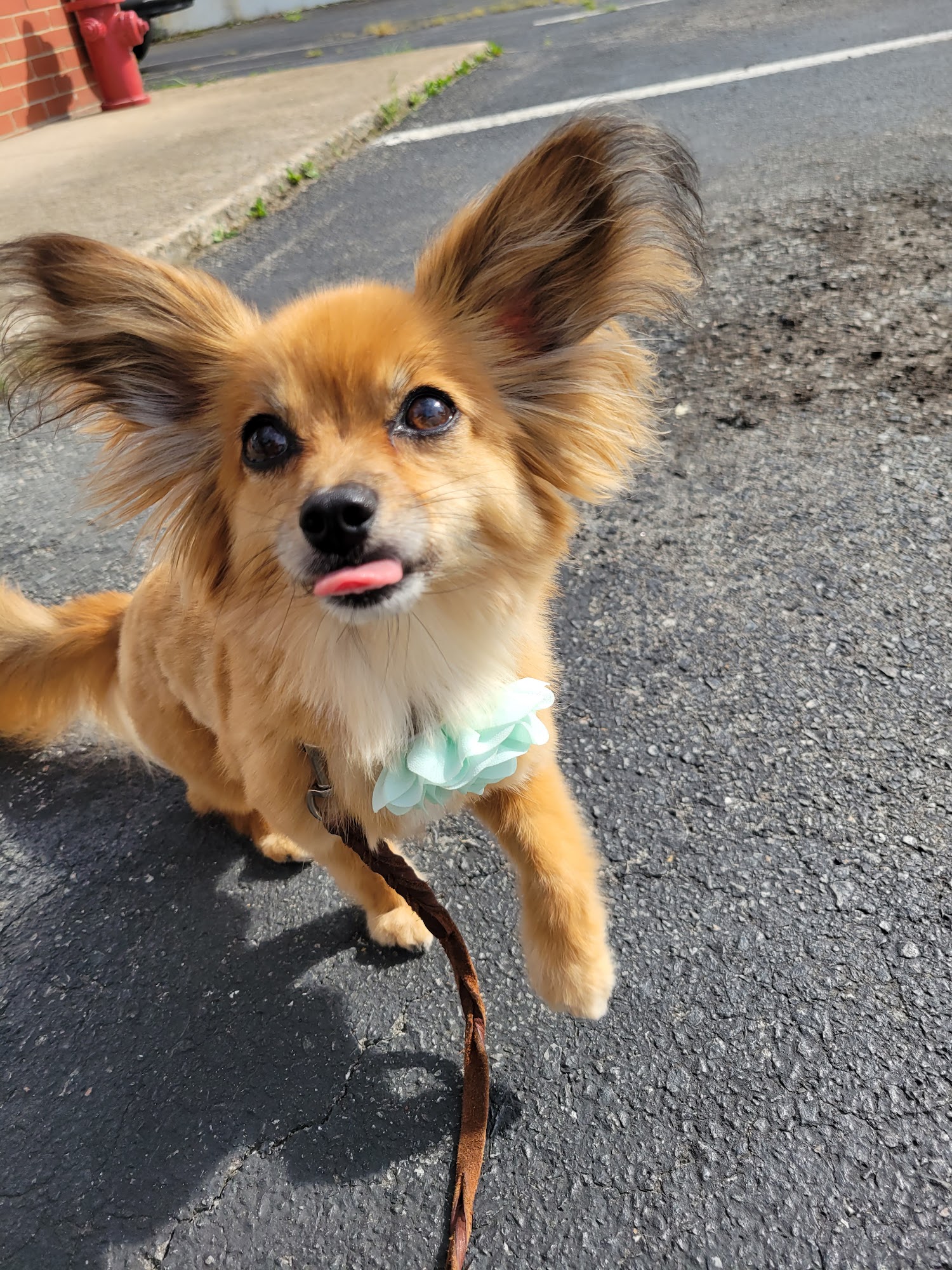 Pooches & Smooches Richmond