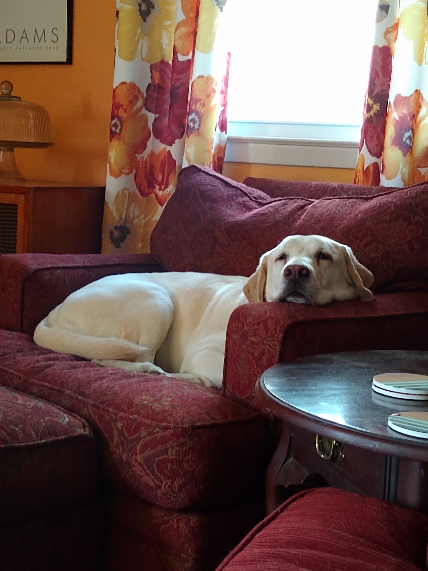 Pet Vet – Roanoke Roanoke