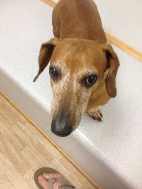 Read Mountain Animal Hospital Roanoke