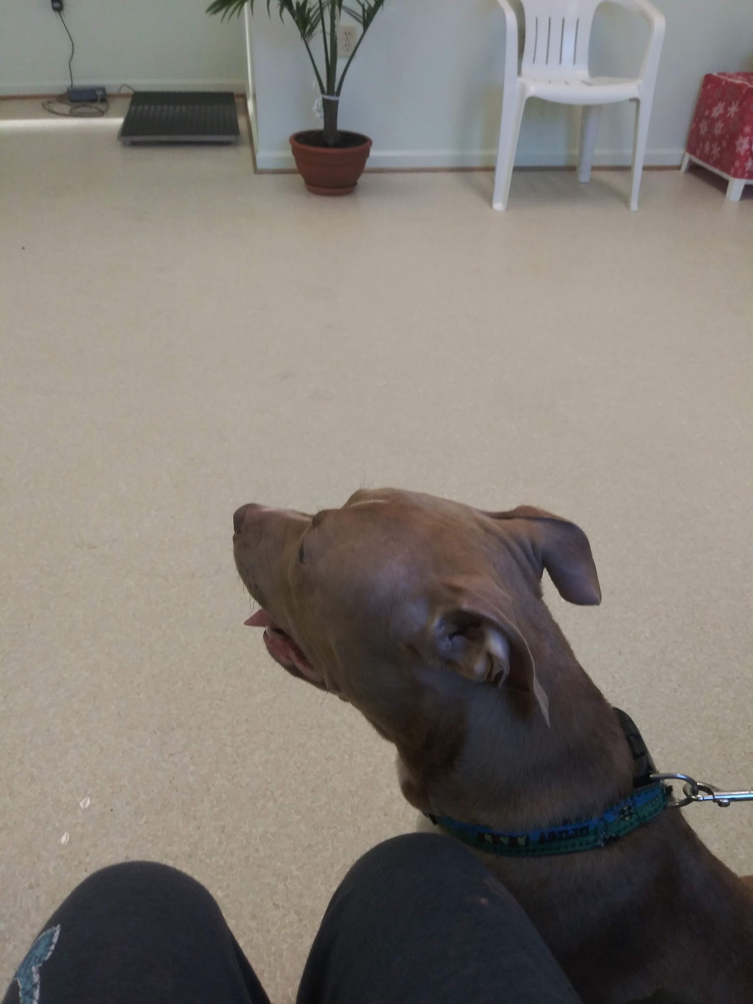 Bonsack Veterinary Hospital Roanoke