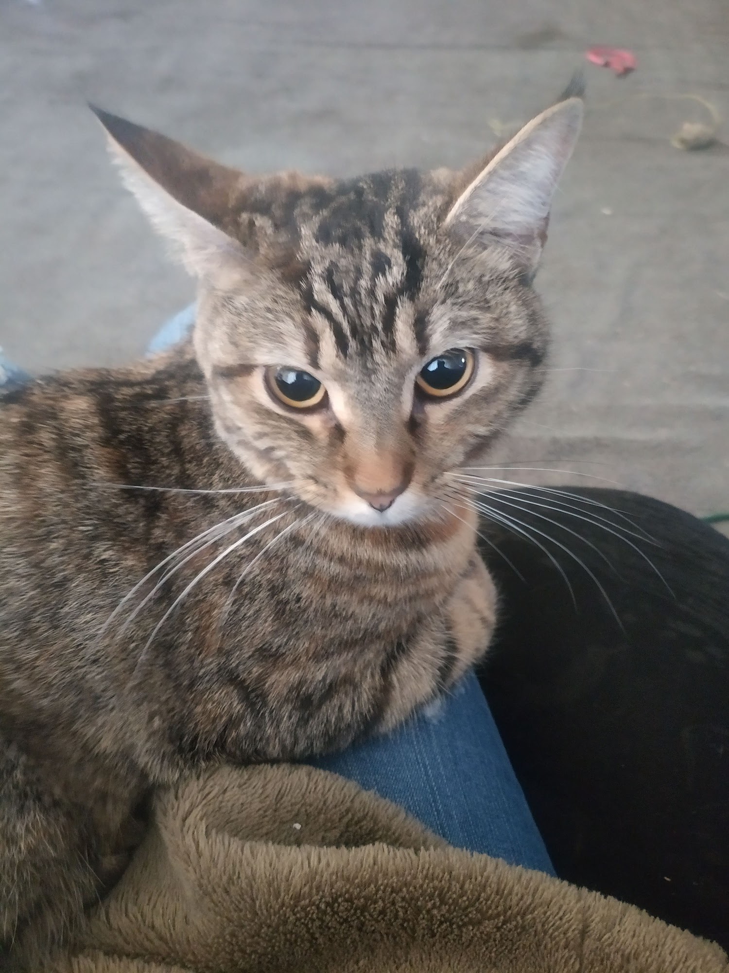 Regional Center for Animal Care & Protection Roanoke