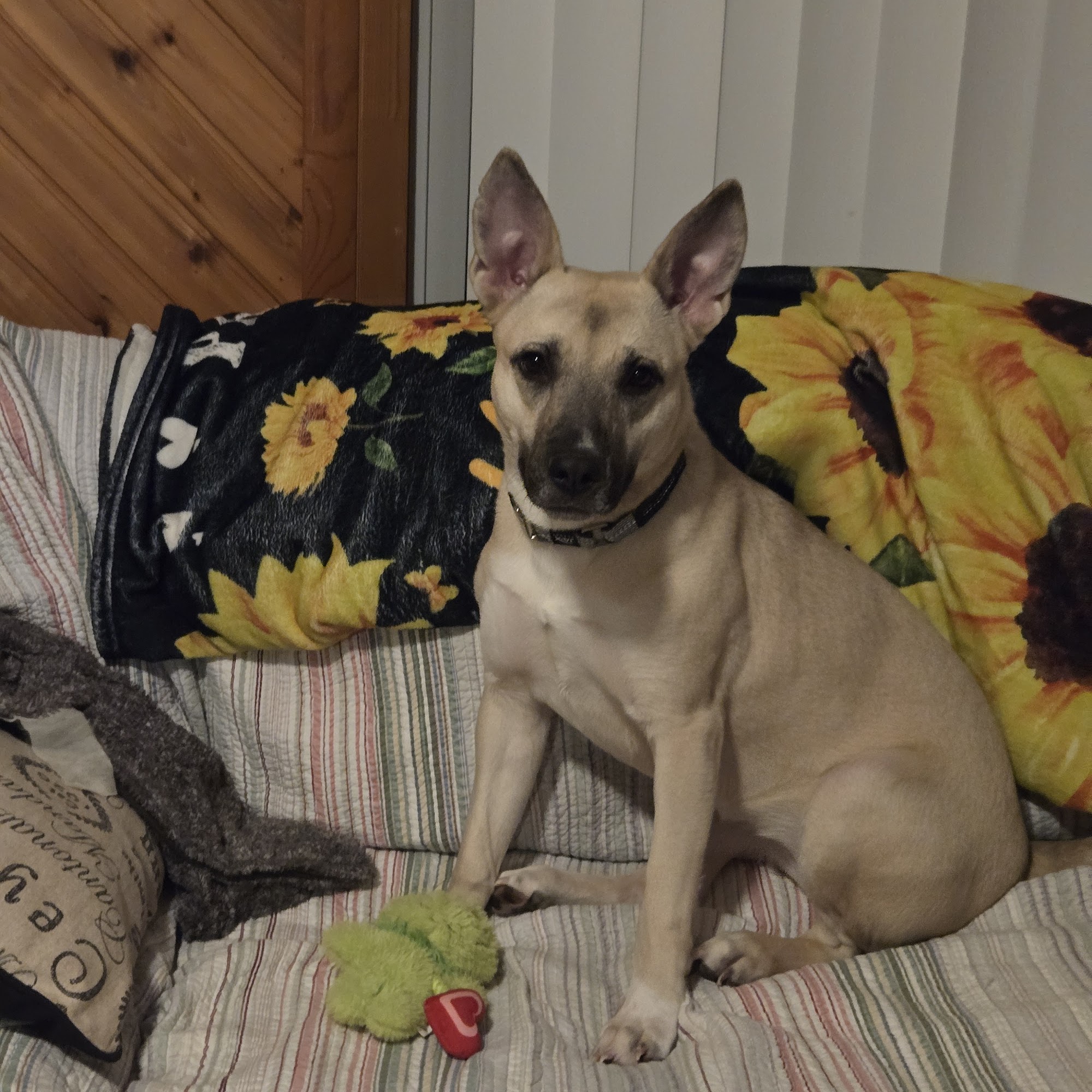 Regional Center for Animal Care & Protection Roanoke