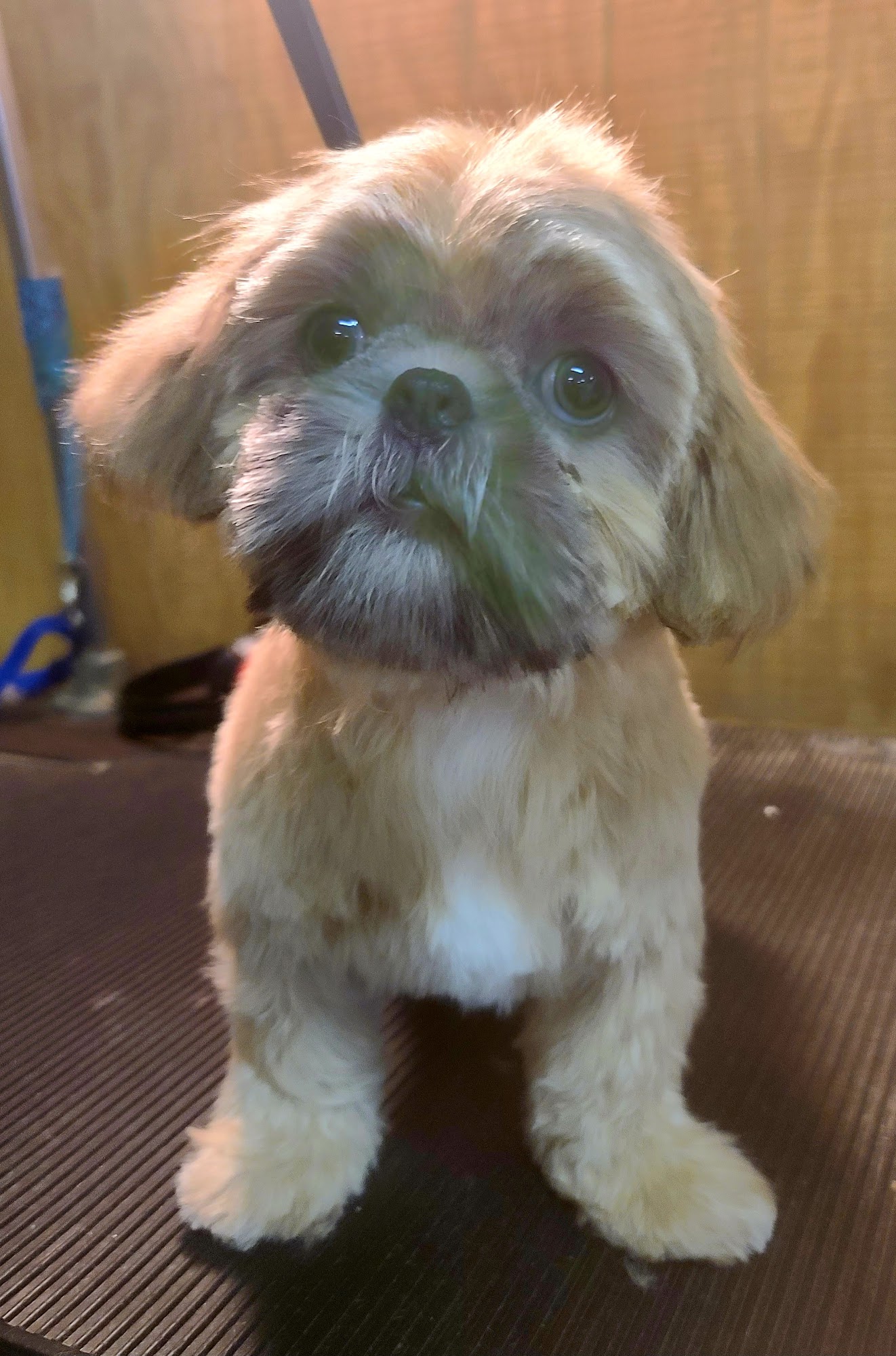 Doggie Stylez Grooming Salon Roanoke