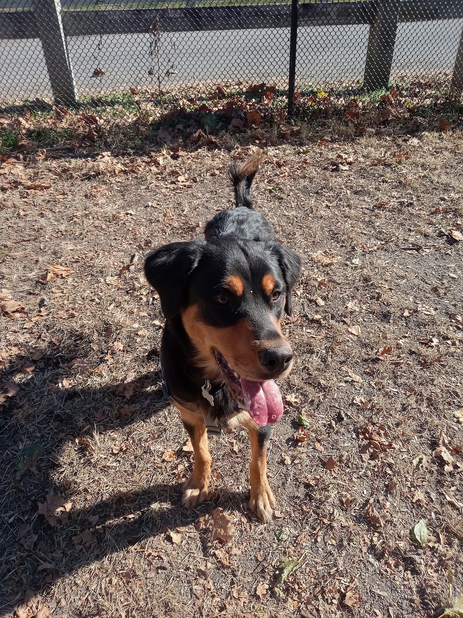 Highland Dog Park Roanoke