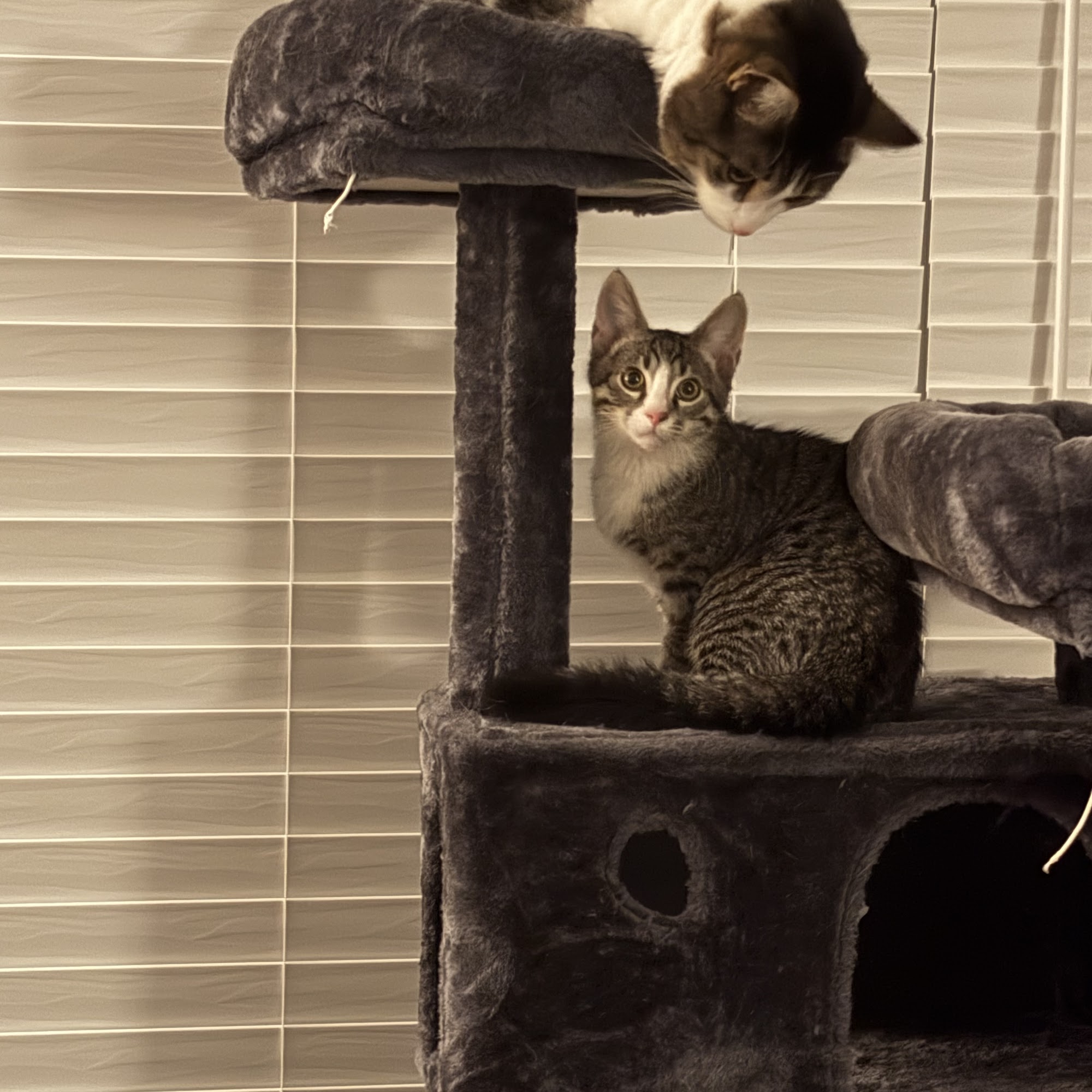 Roanoke Valley SPCA Roanoke