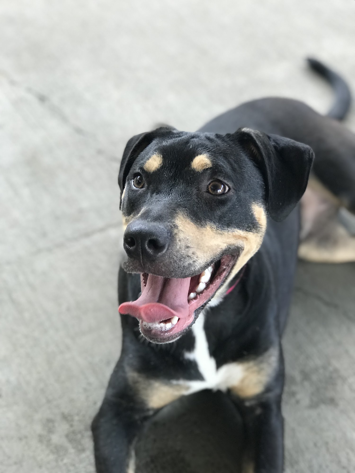 Roanoke Valley SPCA Roanoke