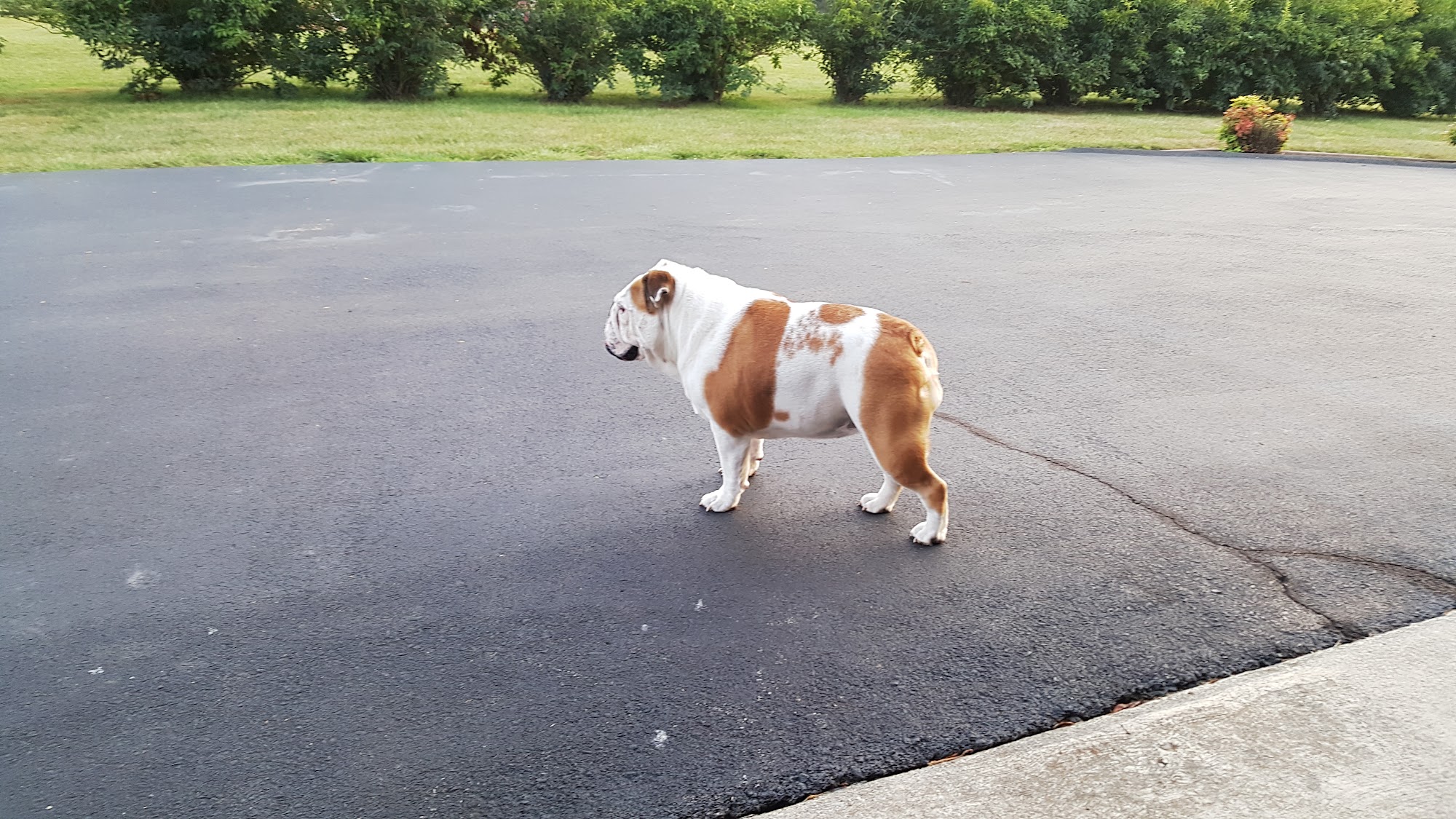 B & B K-9 Kennels Roanoke