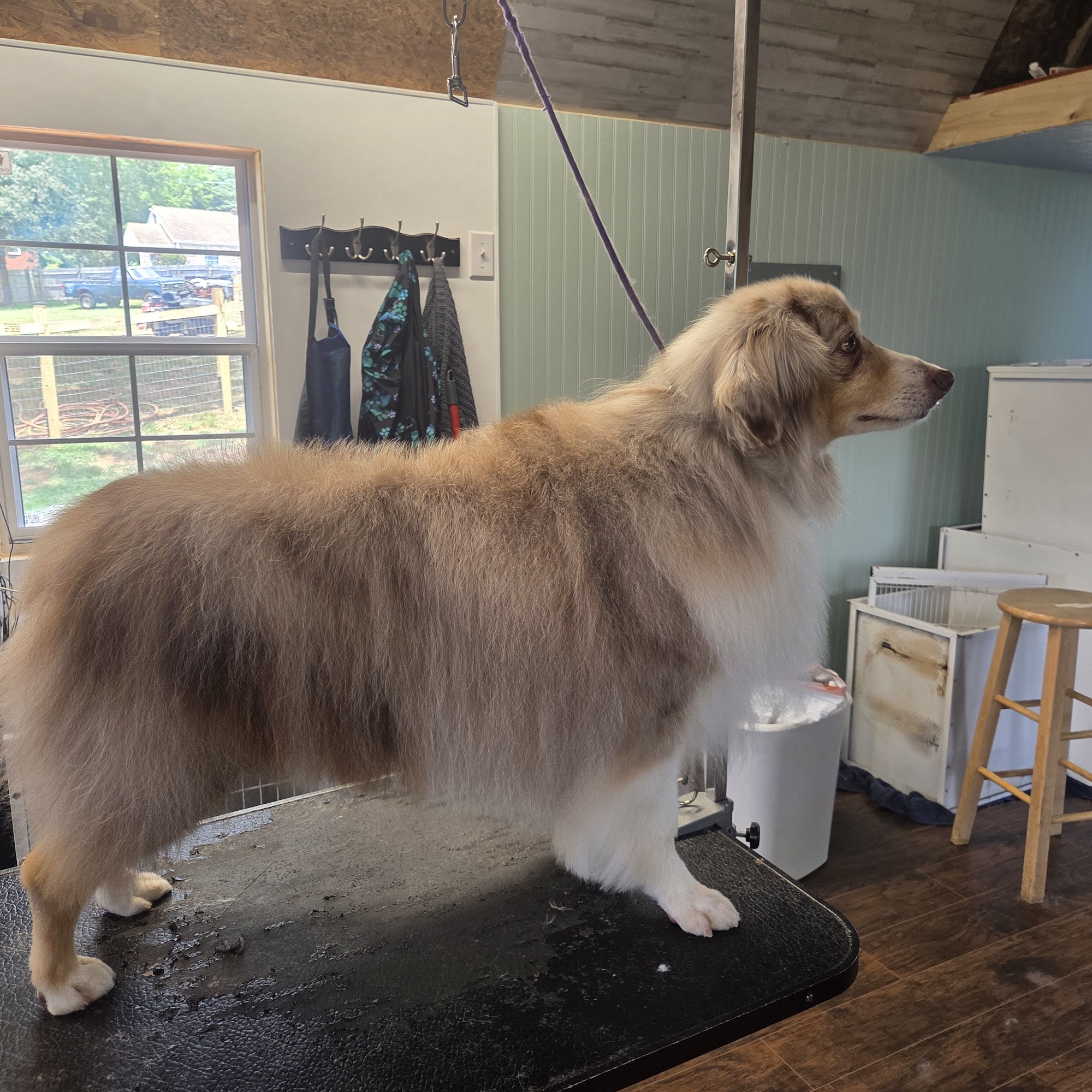 A Bark Above Pet Roanoke