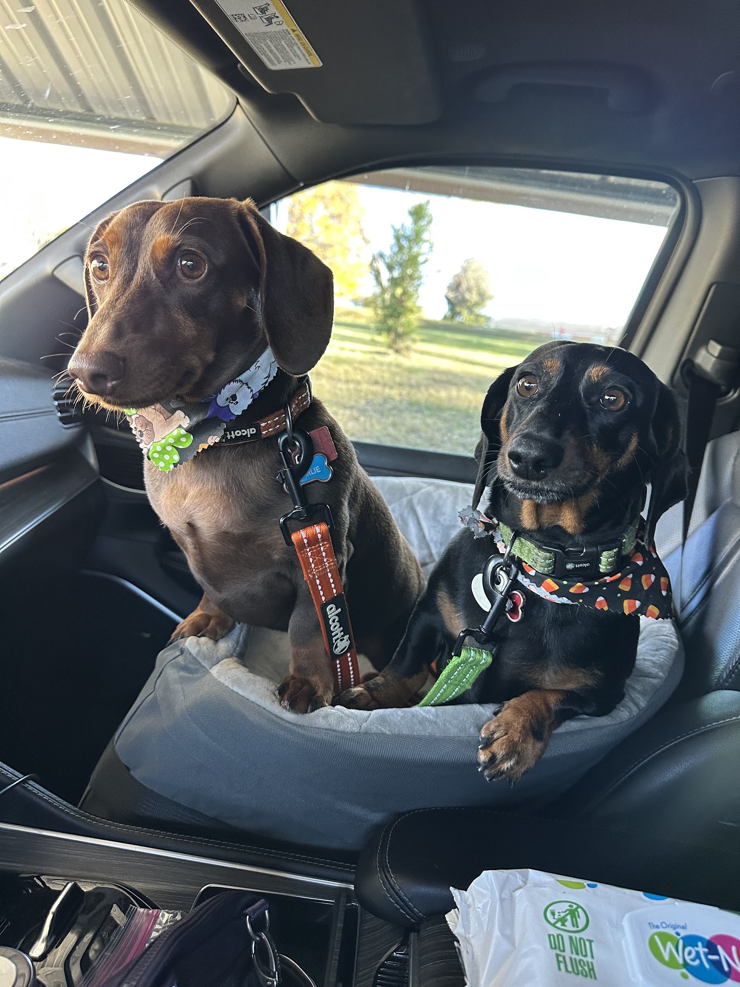 LuxePup Salon Roanoke