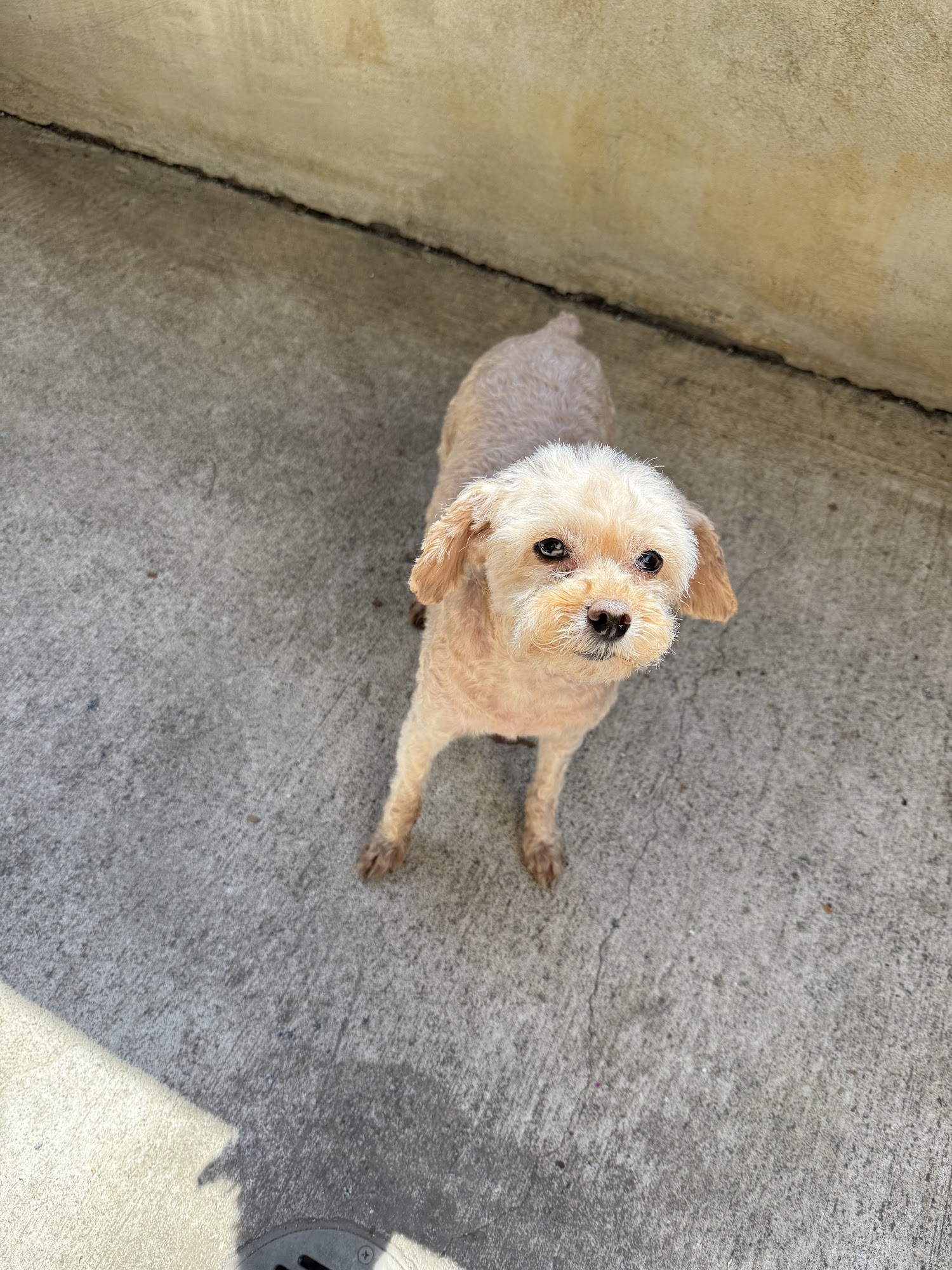 LuxePup Salon 3815 Yellow Mountain Rd SE Ste A, Roanoke Virginia 24014