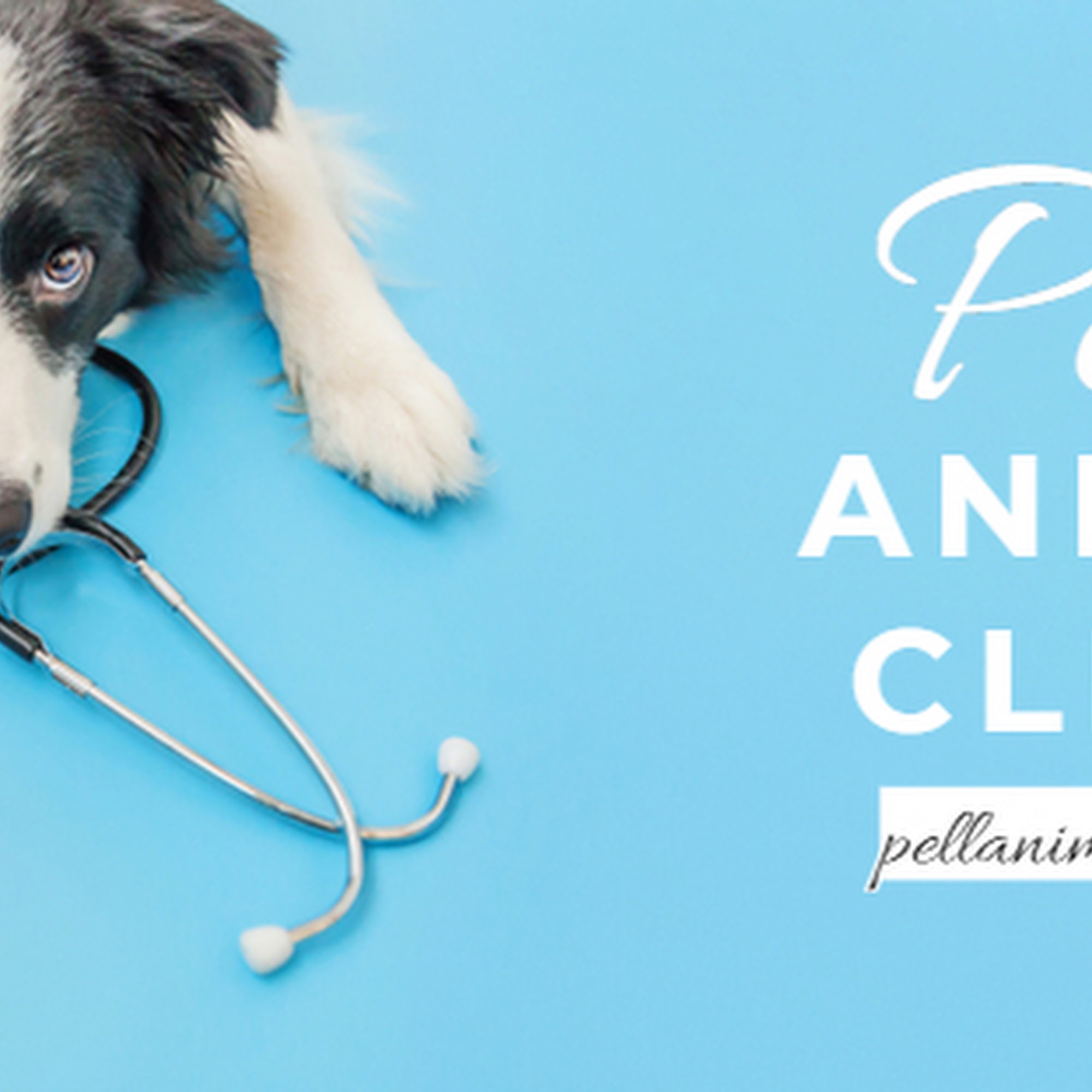 Pell Animal Clinic, Inc. / Farm Veterinary Services, Inc. Rocky Mount