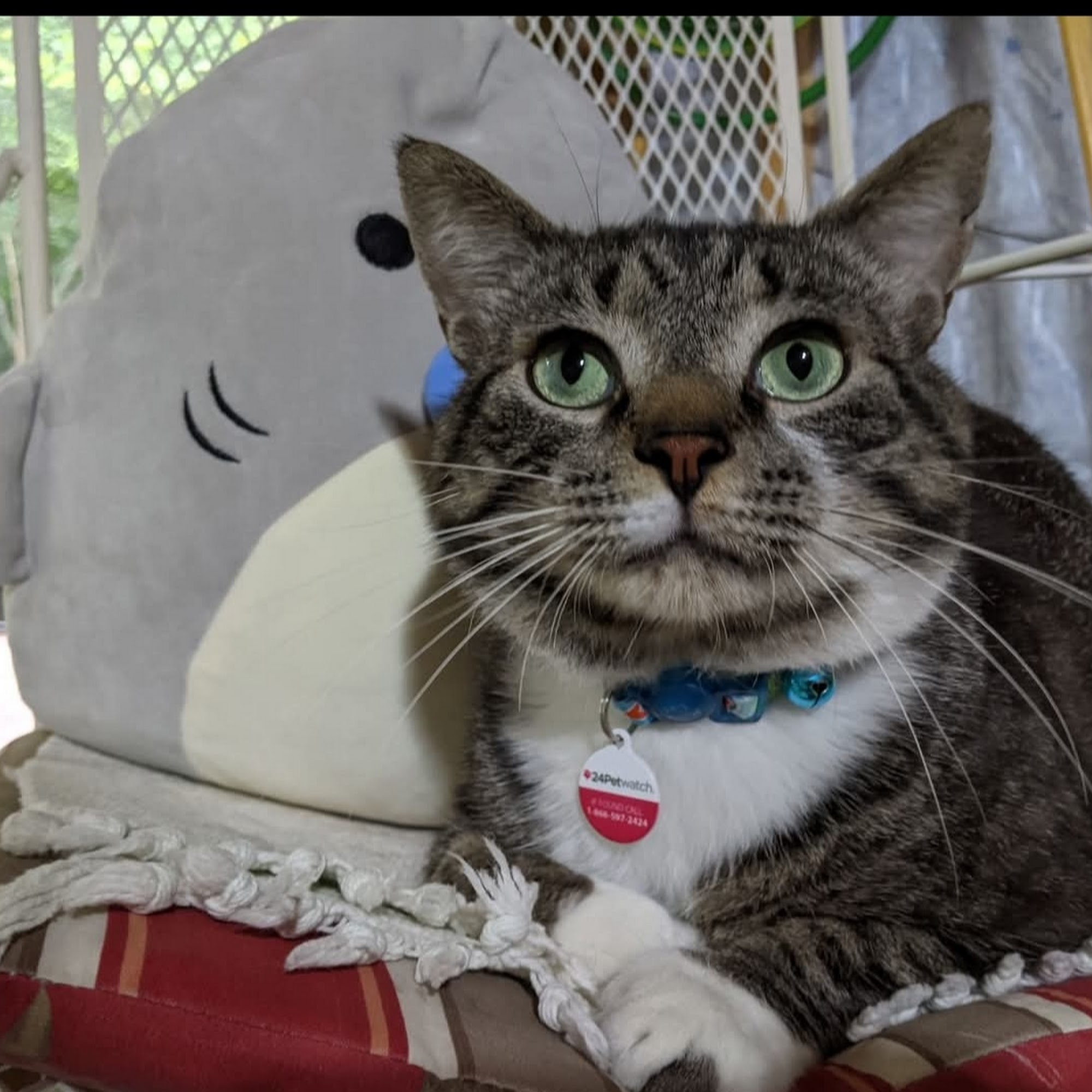 Franklin County Animal Hospital Rocky Mount