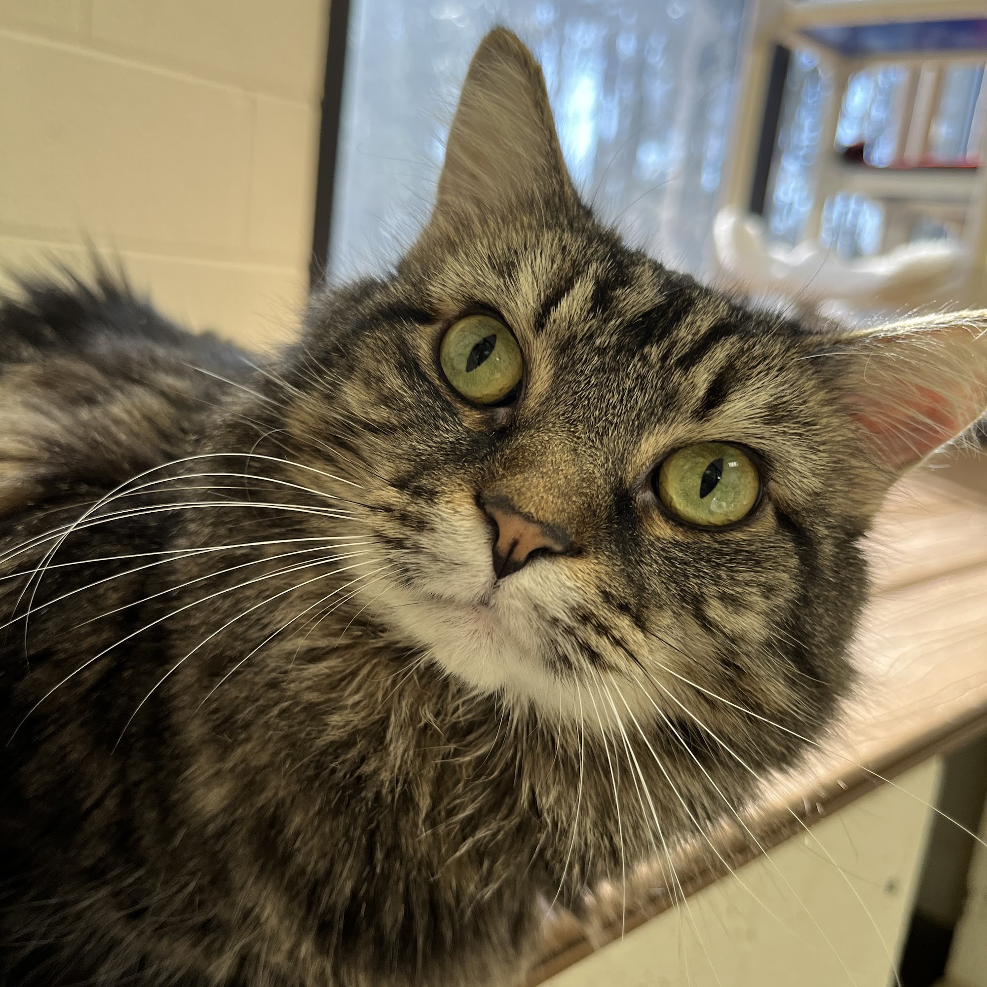 Franklin County Humane Society Rocky Mount