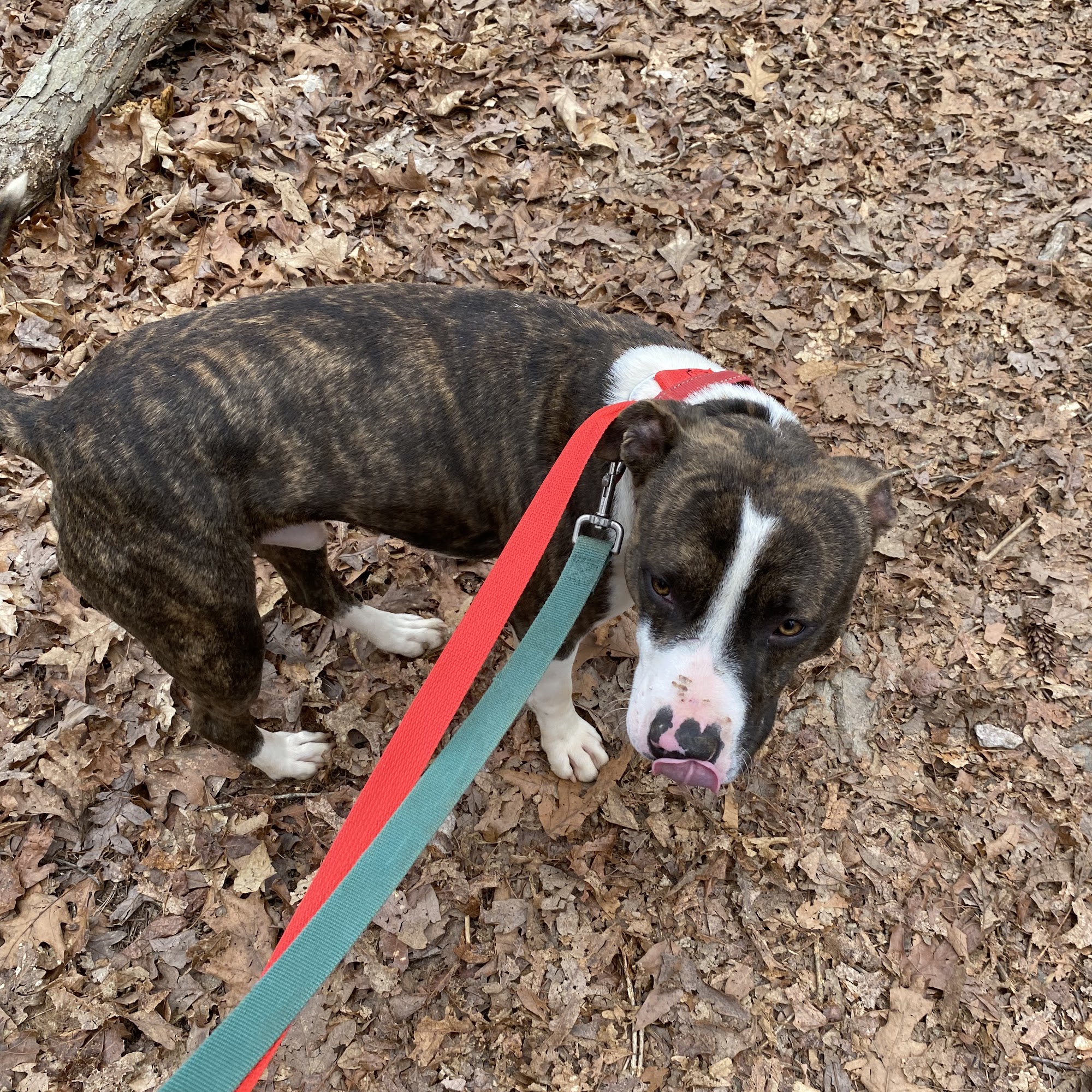 Planned Pethood Clinics Rocky Mount