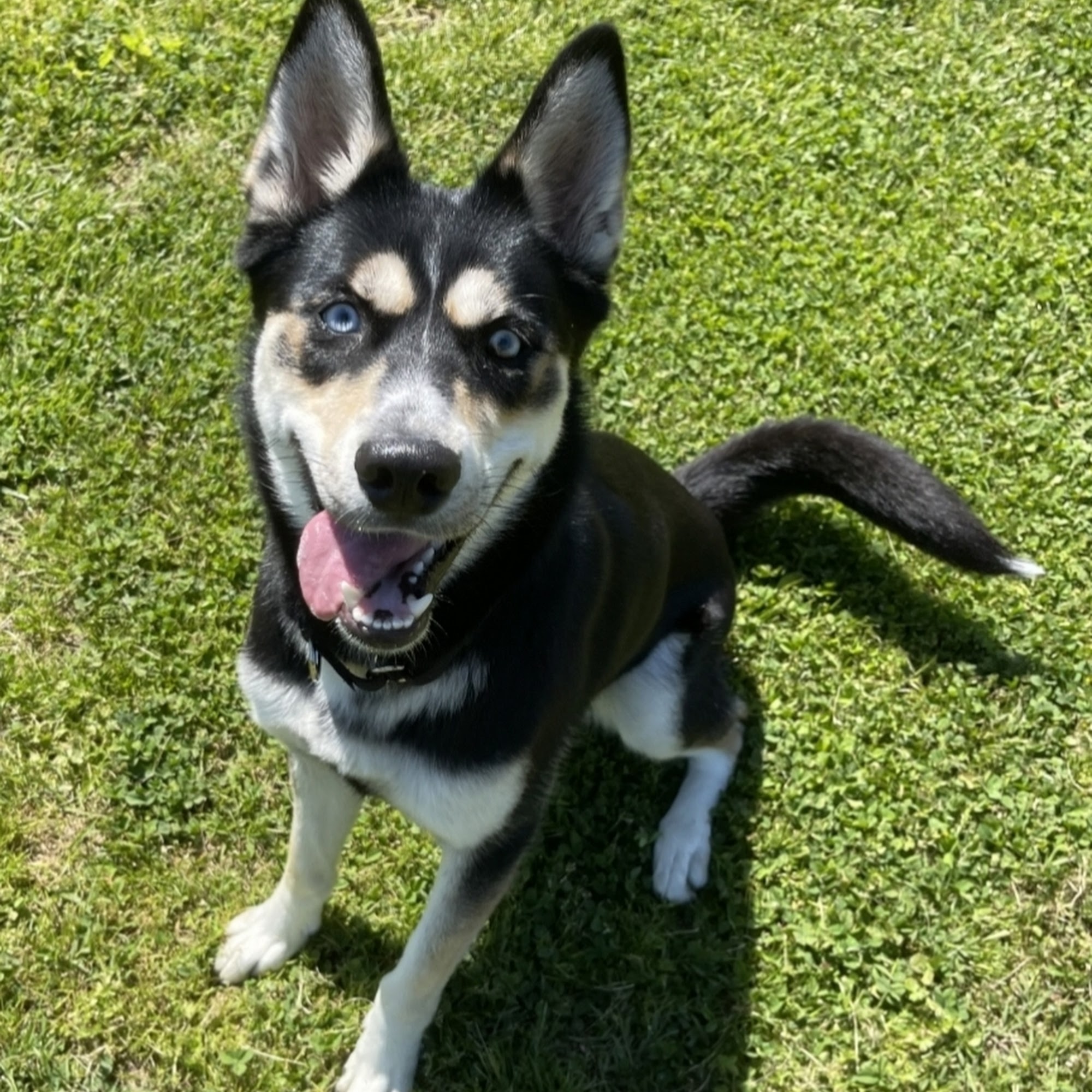 Happy Hounds Lodge Round Hill