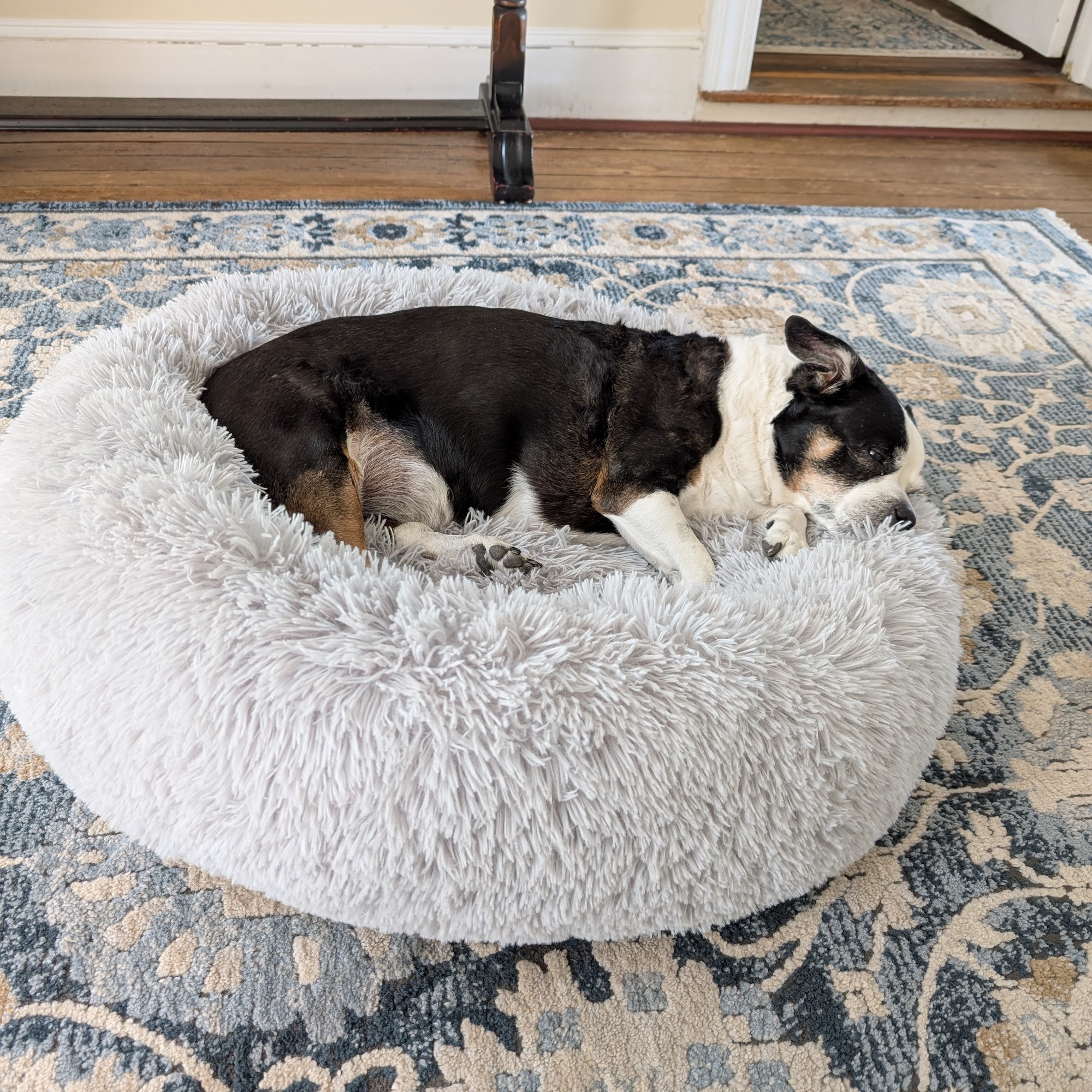 Ladysmith Veterinary Hospital Ruther Glen