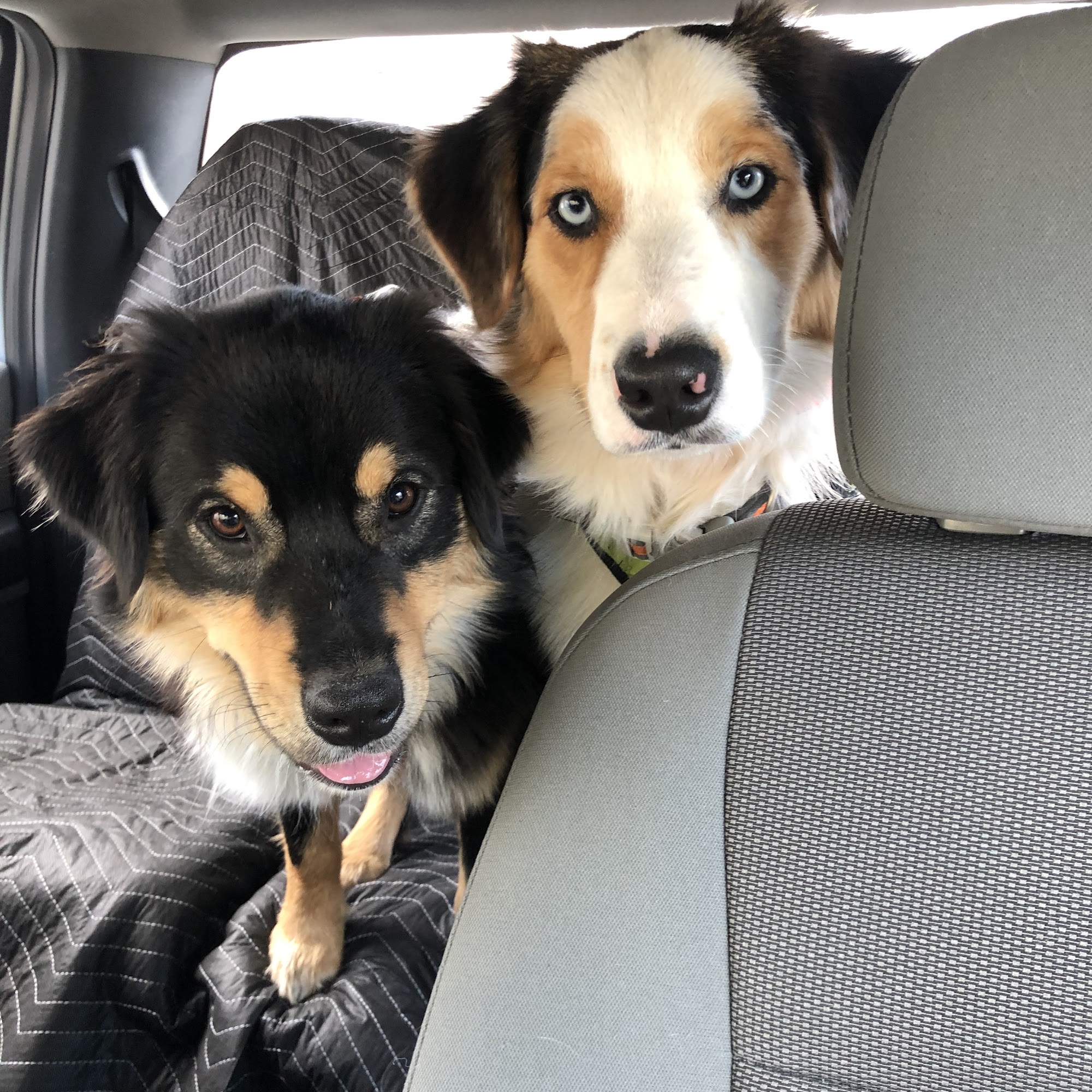 Animal Clinic of Caroline Ruther Glen