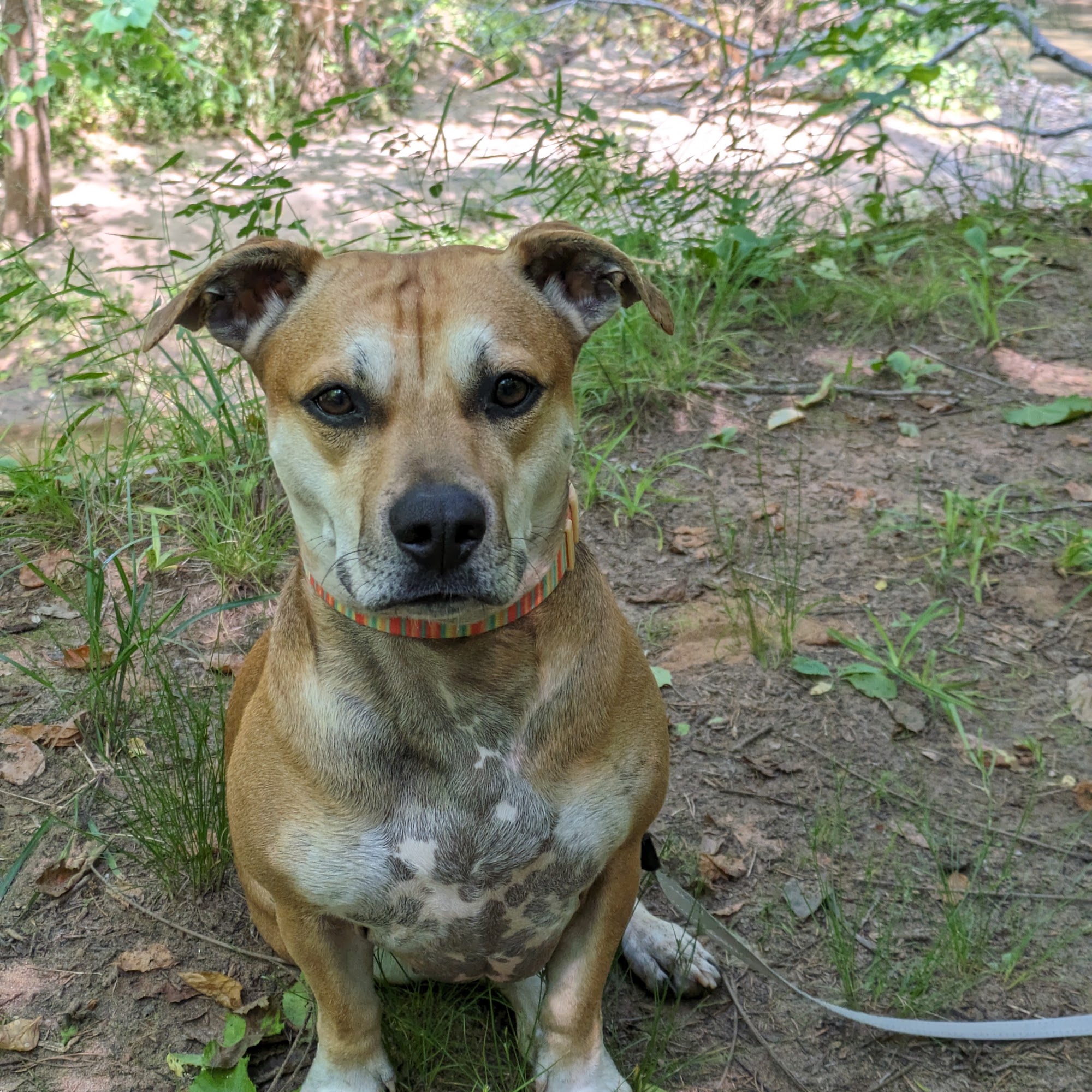 ADR Urgent Veterinary Care Salem