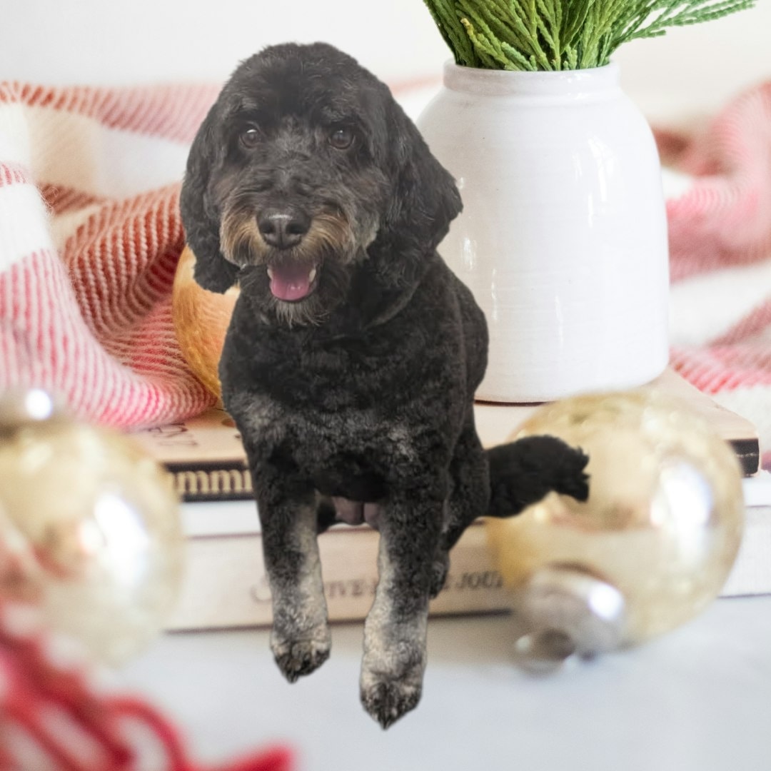 Shampoodles Dog Grooming Salem