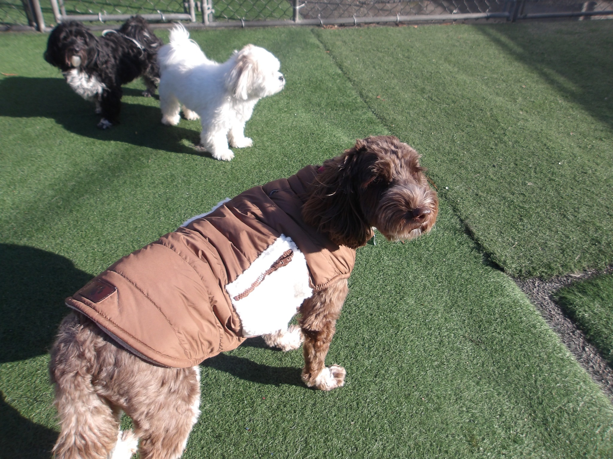 The Woofy Wellness Ranch Sandston