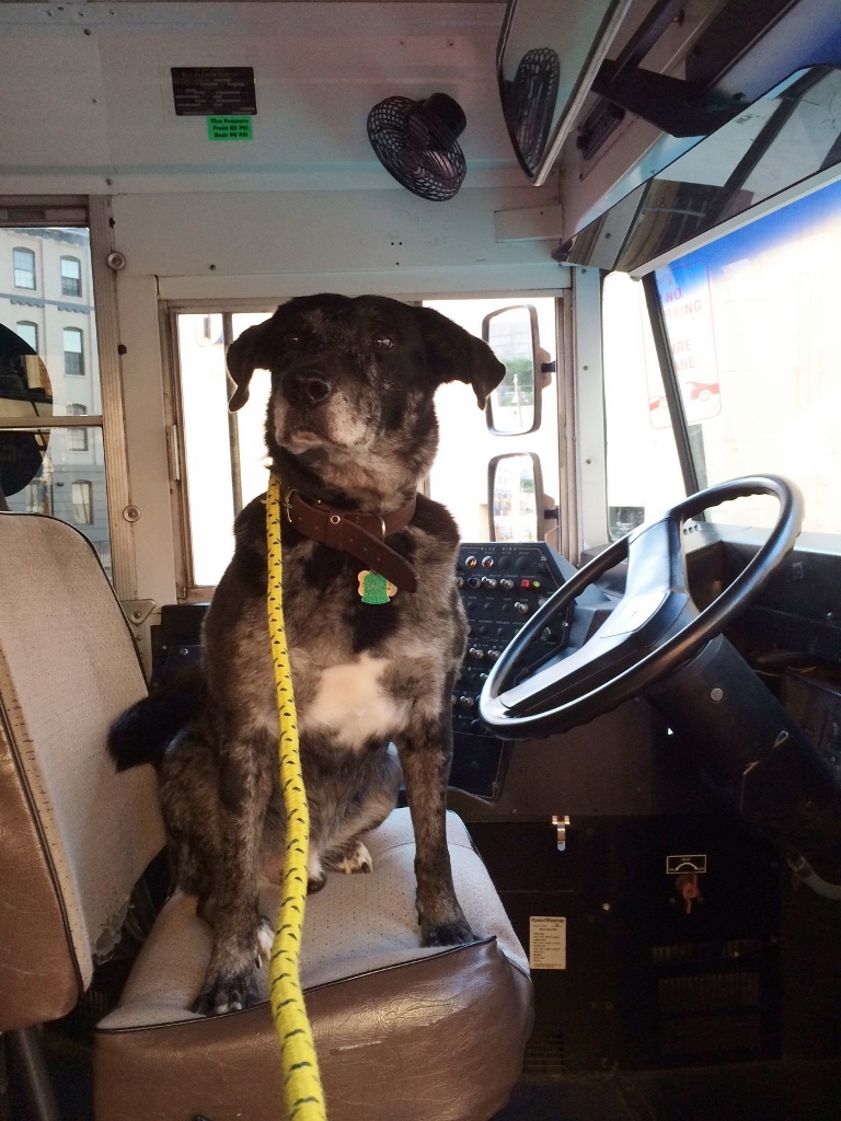 The Woofy Wellness Ranch Sandston