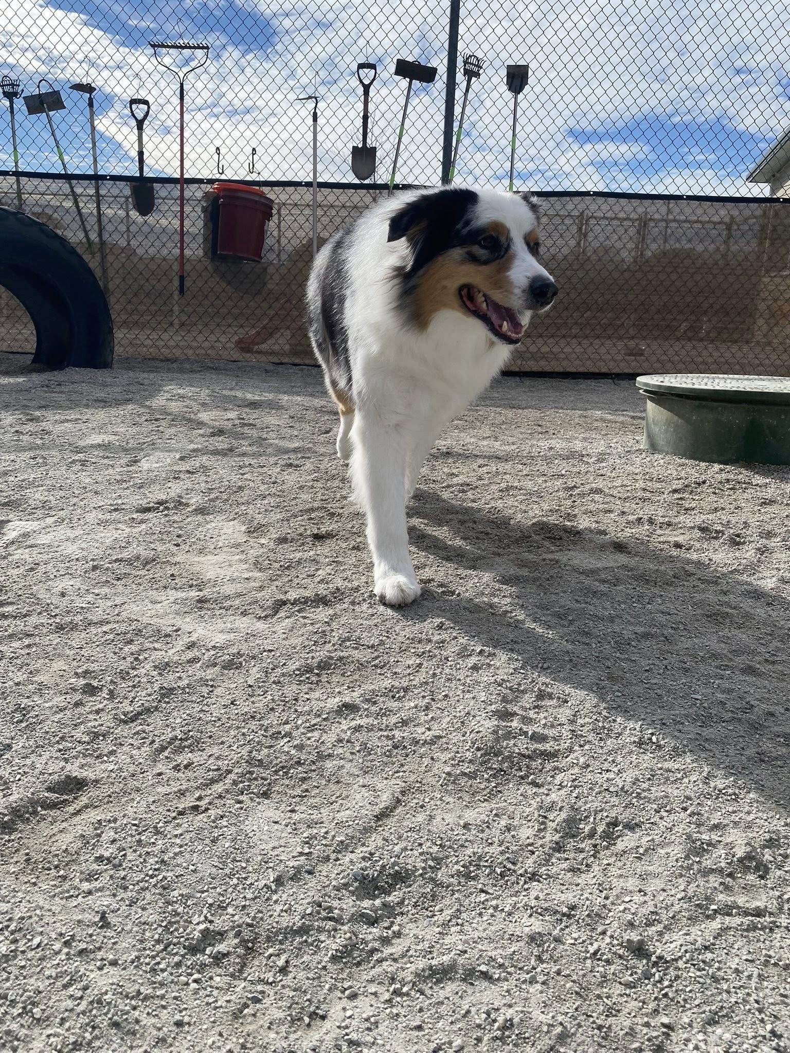 D.O.G.'s Daycare & Spa LLC Smithfield