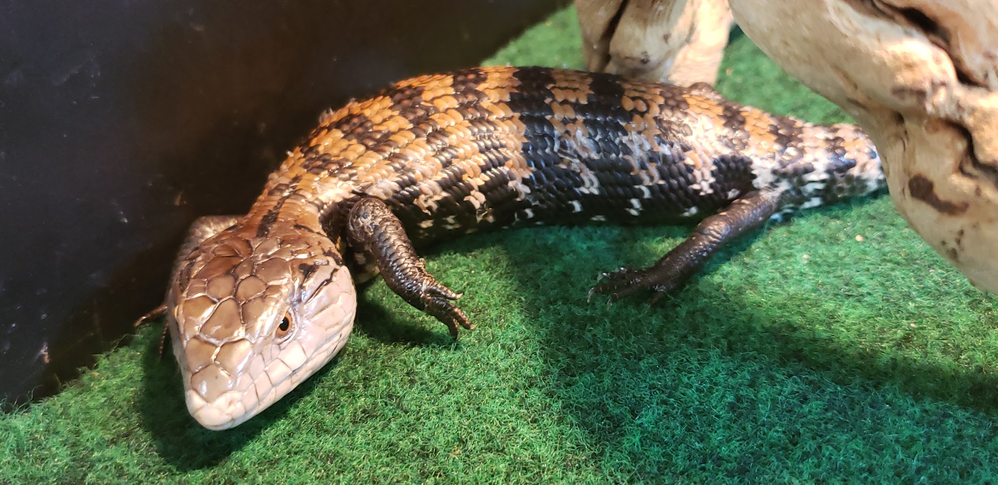 Eclipse Pets Smithfield