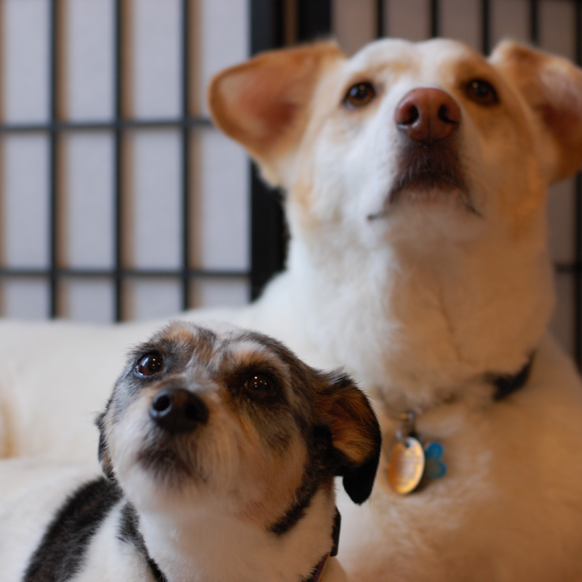 Little Jenna's Grooming South Riding