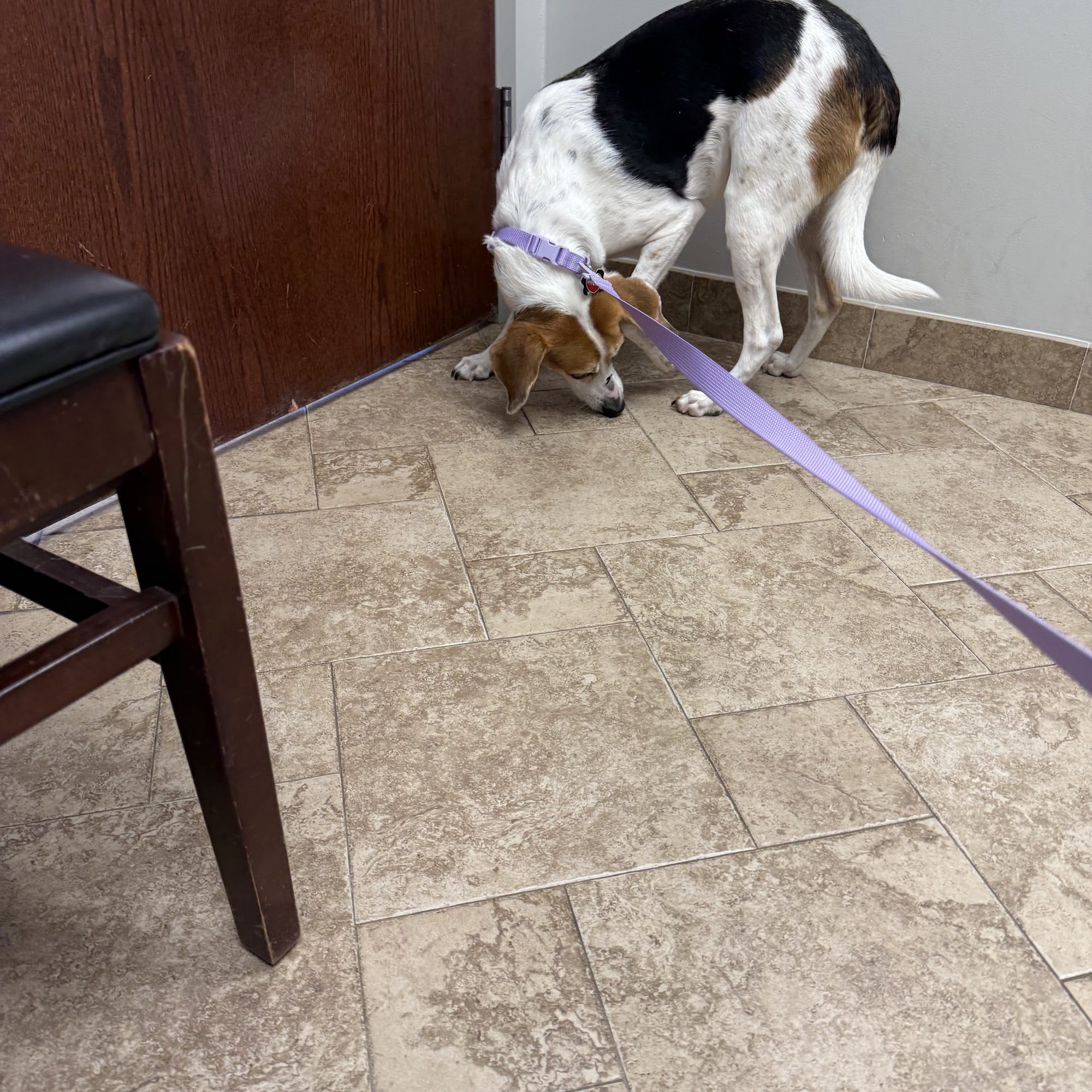 Leavells Animal Hospital Spotsylvania Courthouse