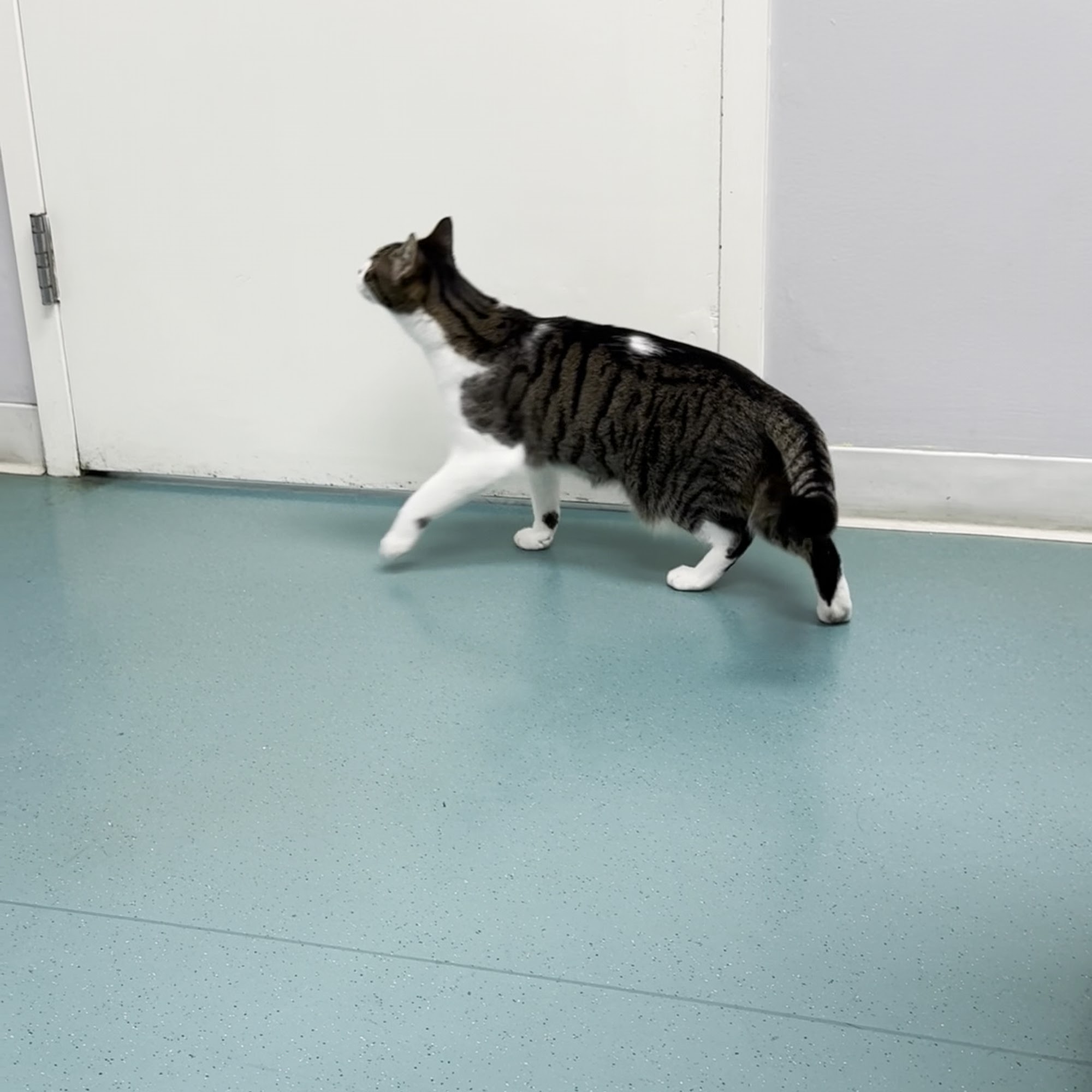 Spotsylvania Animal Hospital Spotsylvania Courthouse