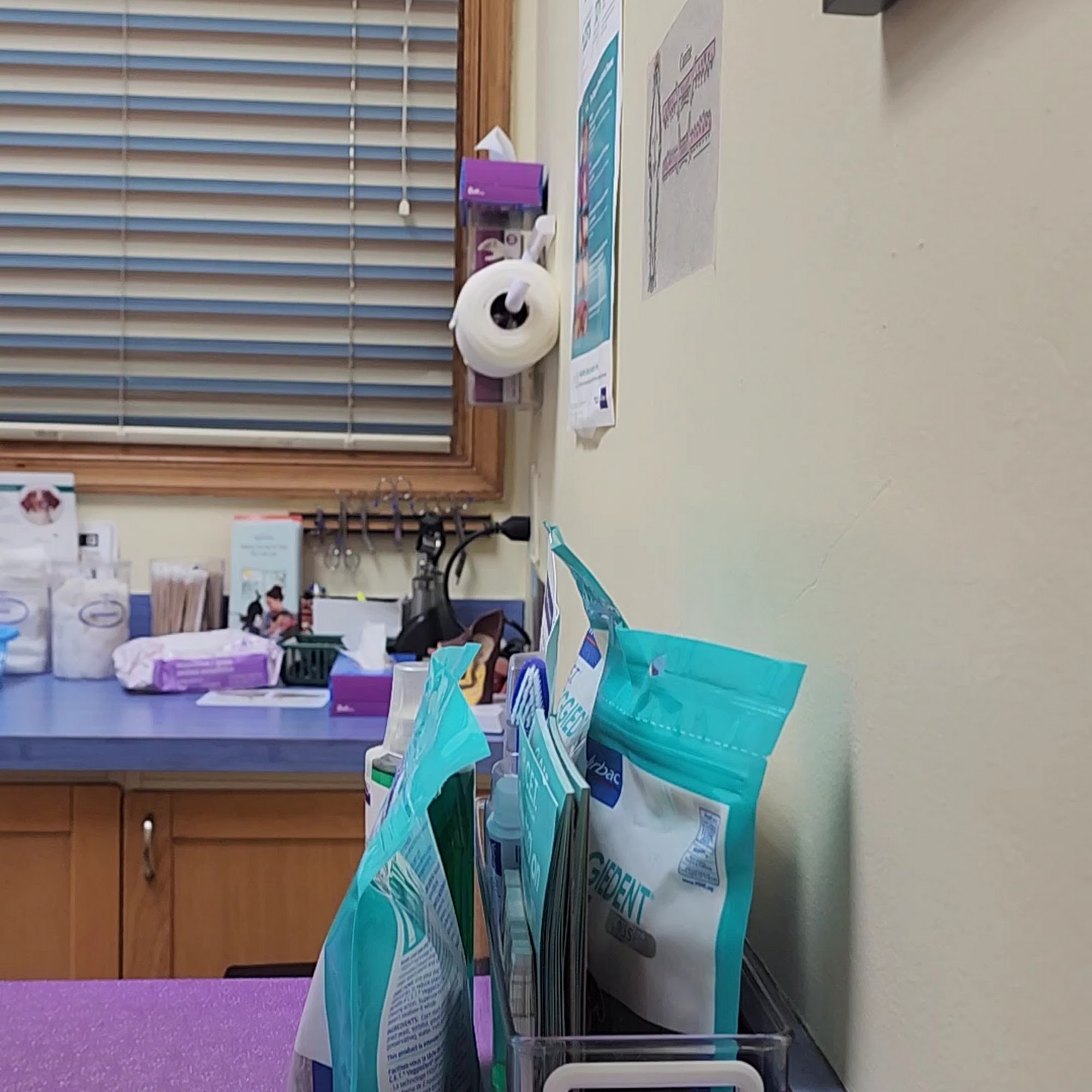 Companion Animal Hospital Springfield