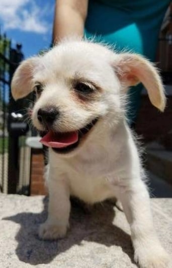 Sampson Smiles Pet Care Springfield