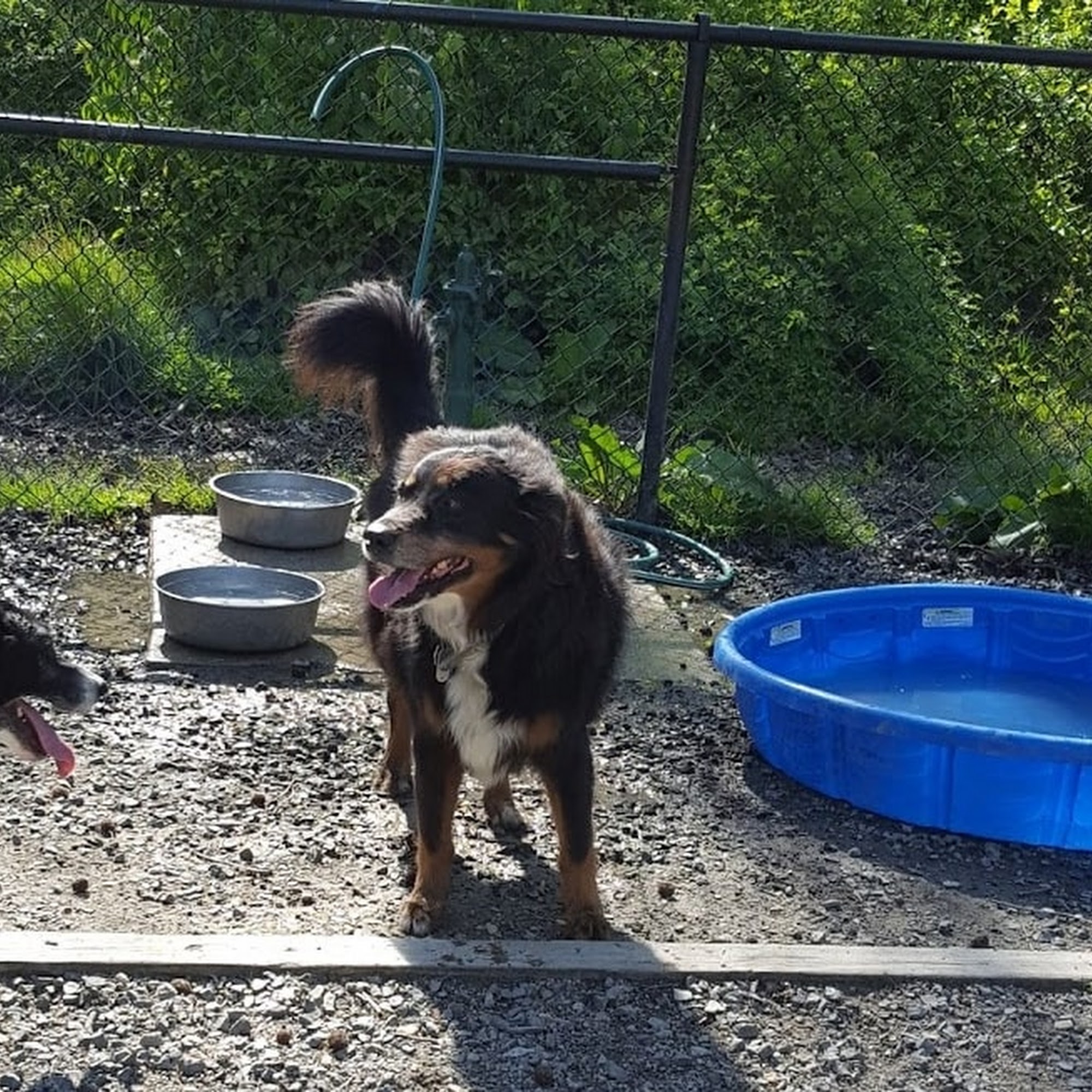 Sampson Smiles Pet Care Springfield