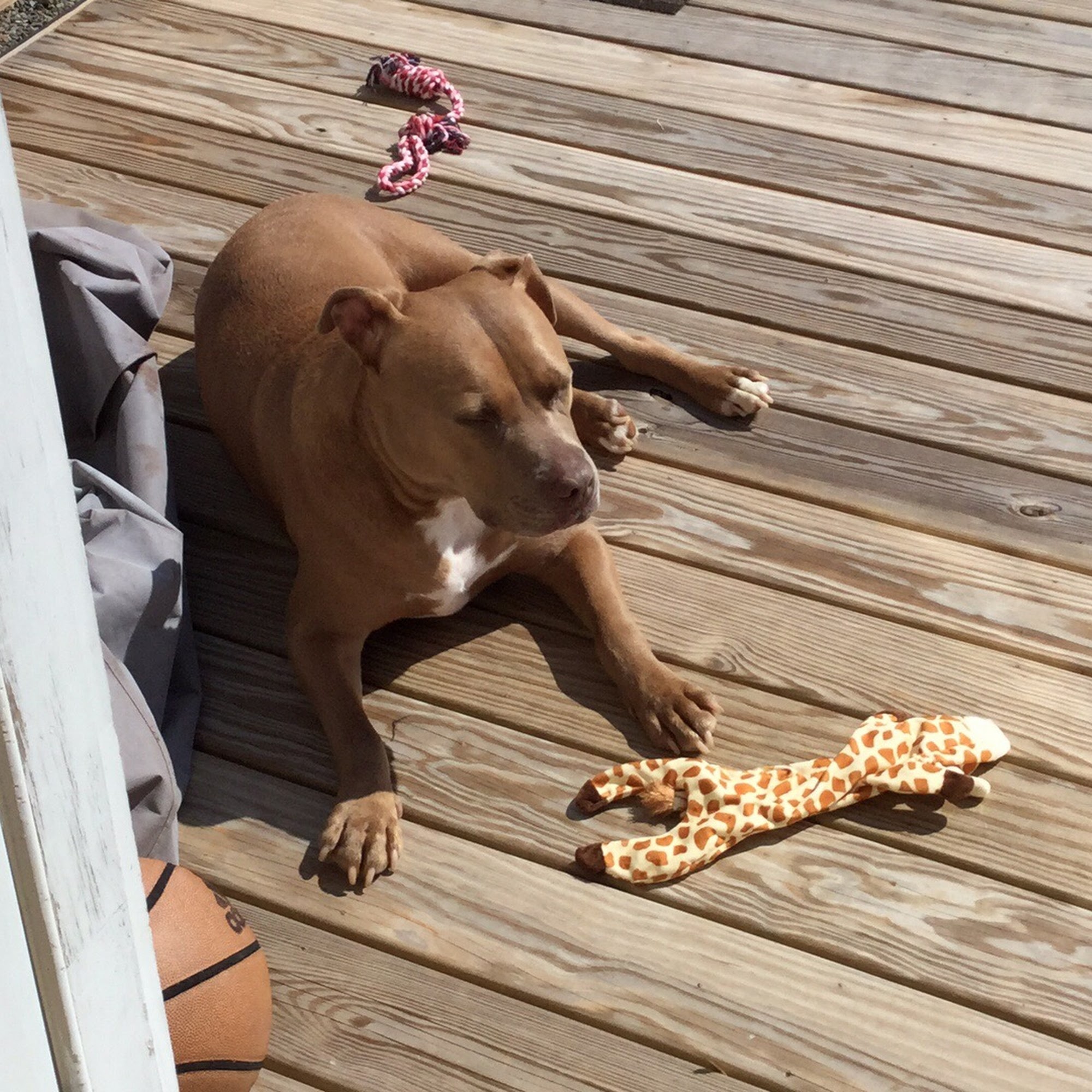 610 Animal Hospital Stafford