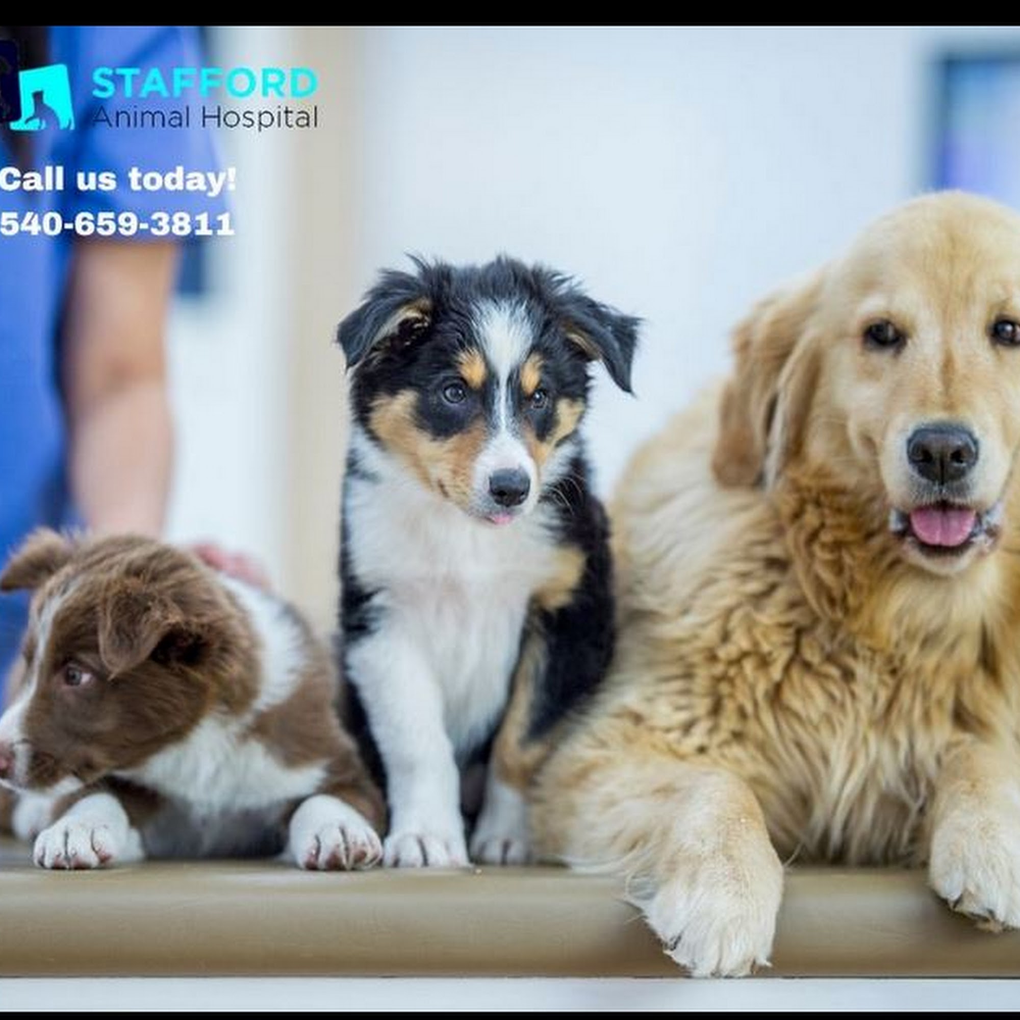 Stafford Animal Hospital Stafford